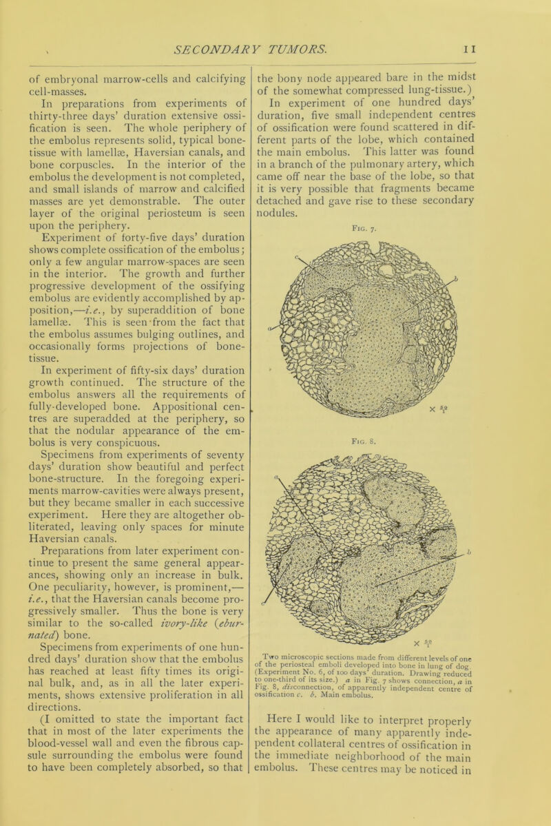 of embryonal marrow-cells and calcifying cell-masses. In preparations from experiments of thirty-three days’ duration extensive ossi- fication is seen. The whole periphery of the embolus represents solid, typical bone- tissue with lamellae, Haversian canals, and bone corpuscles. In the interior of the embolus the development is not completed, and small islands of marrow and calcified masses are yet demonstrable. The outer layer of the original periosteum is seen upon the periphery. Experiment of forty-five days’ duration shows complete ossification of the embolus; only a few angular marrow-spaces are seen in the interior. The growth and further progressive development of the ossifying embolus are evidently accomplished by ap- position,—/.<?., by superaddition of bone lamellae. This is seen from the fact that the embolus assumes bulging outlines, and occasionally forms projections of bone- tissue. In experiment of fifty-six days’ duration growth continued. The structure of the embolus answers all the requirements of fully-developed bone. Appositional cen- tres are superadded at the periphery, so that the nodular appearance of the em- bolus is very conspicuous. Specimens from experiments of seventy days’ duration show beautiful and perfect bone-structure. In the foregoing experi- ments marrow-cavities were always present, but they became smaller in each successive experiment. Here they are altogether ob- literated, leaving only spaces for minute Haversian canals. Preparations from later experiment con- tinue to present the same general appear- ances, showing only an increase in bulk. One peculiarity, however, is prominent,— i.e., that the Haversian canals become pro- gressively smaller. Thus the bone is very similar to the so-called ivory-like {ebitr- nated) bone. Specimens from experiments of one hun- dred days’ duration show that the embolus has reached at least fifty times its origi- nal bulk, and, as in all the later experi- ments, shows extensive proliferation in all directions. (I omitted to state the important fact that in most of the later experiments the blood-vessel wall and even the fibrous cap- sule surrounding the embolus were found to have been completely absorbed, so that the bony node appeared bare in the midst of the somewhat compressed lung-tissue.) In experiment of one hundred days’ duration, five small independent centres of ossification were found scattered in dif- ferent parts of the lobe, which contained the main embolus. This latter was found in a branch of the pulmonary artery, which came off near the base of the lobe, so that it is very possible that fragments became detached and gave rise to these secondary nodules. Fig. 7. Fig. 8. Two microscopic sections made from different levels of one of the periosteal emboli developed into bone in lung of dog. (Experiment No. 6, of 100 days' duration. Drawing reduced to one-third of its size.) a in Fig. 7 shows connection, a in Fig. 8, ffrVconnection, of apparently independent centre of ossification c. b. Main embolus. Here I would like to interpret properly the appearance of many apparently inde- pendent collateral centres of ossification in the immediate neighborhood of the main embolus. These centres may be noticed in