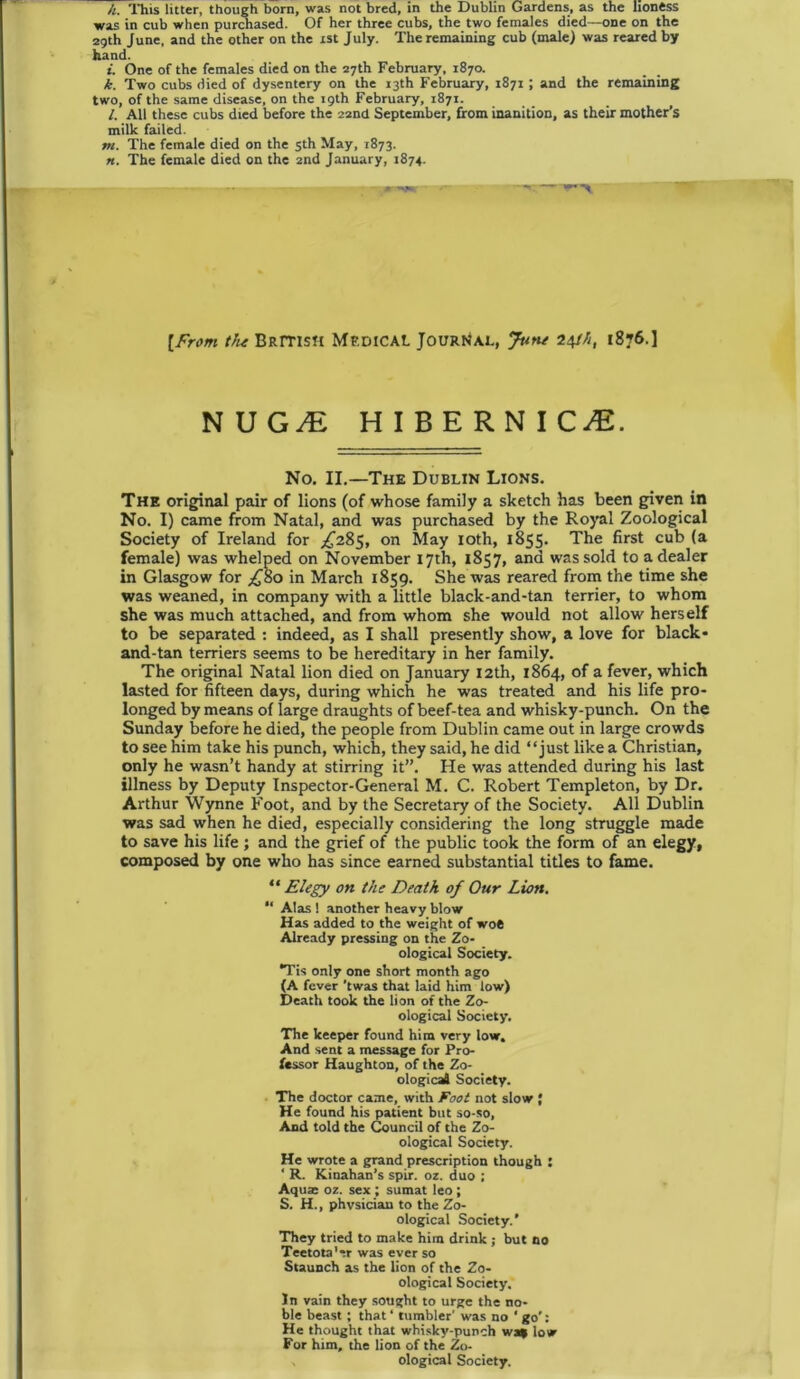 h. This litter, though born, was not bred, in the Dublin Gardens, as the lioness was in cub when purchased. Of her three cubs, the two females died—one on the 29th June, and the other on the 1st July. The remaining cub (male) was reared by hand. i. One of the females died on the 27th February, 1870. k. Two cubs died of dysentery on the 13th February, 1871; and the remaining two, of the same disease, on the 19th February, 1871. /. All these cubs died before the 22nd September, from inanition, as their mother’s milk failed. m. The female died on the 5th May, 1873. n. The female died on the 2nd January, 1874. -ypr' ~ [From the British Medical Journal, June 24th, 1876.] NUGvE HIBERNI CJE. No. II.—The Dublin Lions. The original pair of lions (of whose family a sketch has been given in No. I) came from Natal, and was purchased by the Royal Zoological Society of Ireland for ,£285, on May 10th, 1855. The first cub (a female) was whelped on November 17th, 1857, and was sold to a dealer in Glasgow for ^80 in March 1859. She was reared from the time she was weaned, in company with a little black-and-tan terrier, to whom she was much attached, and from whom she would not allow herself to be separated : indeed, as I shall presently show, a love for black- and-tan terriers seems to be hereditary in her family. The original Natal lion died on January 12th, 1864, of a fever, which lasted for fifteen days, during which he was treated and his life pro- longed by means of large draughts of beef-tea and whisky-punch. On the Sunday before he died, the people from Dublin came out in large crowds to see him take his punch, which, they said, he did “just like a Christian, only he wasn’t handy at stirring it”. He was attended during his last illness by Deputy Inspector-General M. C. Robert Templeton, by Dr. Arthur Wynne Foot, and by the Secretary of the Society. All Dublin was sad when he died, especially considering the long struggle made to save his life ; and the grief of the public took the form of an elegy, composed by one who has since earned substantial titles to fame. “ Elegy on the Death of Our Lion. “ Alas! another heavy blow Has added to the weight of woe Already pressing on the Zo- ological Society. *Tis only one short month ago (A fever 'twas that laid him low) Death took the lion of the Zo- ological Society. The keeper found him very low. And sent a message for Pro- fessor Haughton, of the Zo- ological Society. The doctor came, with Foot not slow ; He found his patient but so-so, And told the Council of the Zo- ological Society. He wrote a grand prescription though : ‘ R. Kinahan’s spir. oz. duo ; Aquae oz. sex ; sumat leo ; S. H., physician to the Zo- ological Society.’ They tried to make him drink ; but no Teetota'er was ever so Staunch as the lion of the Zo- ological Society. In vain they sought to urge the no- ble beast ; that ‘ tumbler' was no ' go': He thought that whisky-punch wa* low For him, the lion of the Zo- ological Society.