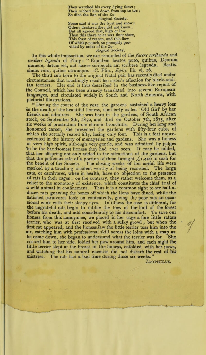 They watched his every dying throe j They rubbed him down from top to toe ; So died the lion of the Zo- ological Society. Some said it was the frost and snow; Others declared they did not know ; But all agreed that, high or low, Than this there ne’er was finer show. This feast of reason, and this flow Of whisky-punch, so promptly pro- vided by order of the Zo- ological Society, In this whole transaction, we are reminded of the facere scribenda and tcribere legenda of Pliny: “ Equidem beatos puto, quibus, Deorum munere, datum est, aut facere scribenda aut scribere legenda. Beatis- simos vero, quibus utrumque.—C. Plin., Epist. lib. vi, 16. The third cub born to the original Natal pair has recently died under circumstances that touchingly recall her sister’s affection for black-and- tan terriers. Her end is thus described in the business-like report of the Council, which has been already translated into several European languages, and circulated widely in South and North America, with pictorial illustrations. “ During the course of the year, the gardens sustained a heavy loss in the death of the beautiful lioness, familiarly called ‘ Old Girl’ by her friends and admirers. She was born in the gardens, of South African stock, on September 8th, 1859, and died on October 7th, 1875, after six weeks of prostration from chronic bronchitis. During her long and honoured career, she presented the gardens with fifty-four cubs, of tvhich she actually reared fifty, losing only four. This is a feat unpre- cedented in the history of menageries and gardens. She was a lioness of very high spirit, although very gentle, and was admitted by judges to be the handsomest lioness they had ever seen. It may be added, that her offspring not only added to the attractions of the gardens, but that the judicious sale of a portion of them brought .£1,400 in cash for the benefit of the Society. The closing weeks of her useful life were marked by a touching incident worthy of being recorded. The large cats, or carnivores, when in health, have no objection to the presence of rats in their cages ; on the contrary, they rather welcome them, as a relief to the monotony of existence, which constitutes the chief trial of a wild animal in confinement. Thus it is a common sight to see half-a- dozen rats gnawing the bones off which the lions have dined, while the Satisfied carnivores look on contentedly, giving the poor rats an occa- sional wink with their sleepy eyes. In illness the case is different, for the ungrateful rats begin to nibble the toes of the lord of the forest before his death, and add considerably to his discomfort. To save our lioness from this annoyance, we placed in her cage a fine little rattan terrier, who was at first received with a sulky growl ; but when the first rat appeared, and the lioness/aw the little terrier toss him into the air, catching him with professional skill across the loins with a snap as he came down, she began to understand what the terrier was for. She coaxed him to her side, folded her paw around him, and each night the little terrier slept at the breast of the lioness, enfolded with her paws, and watching that his natural enemies did not disturb the rest of his mistress. The rats had a bad time during those six weeks.” ZOOPHILUS,