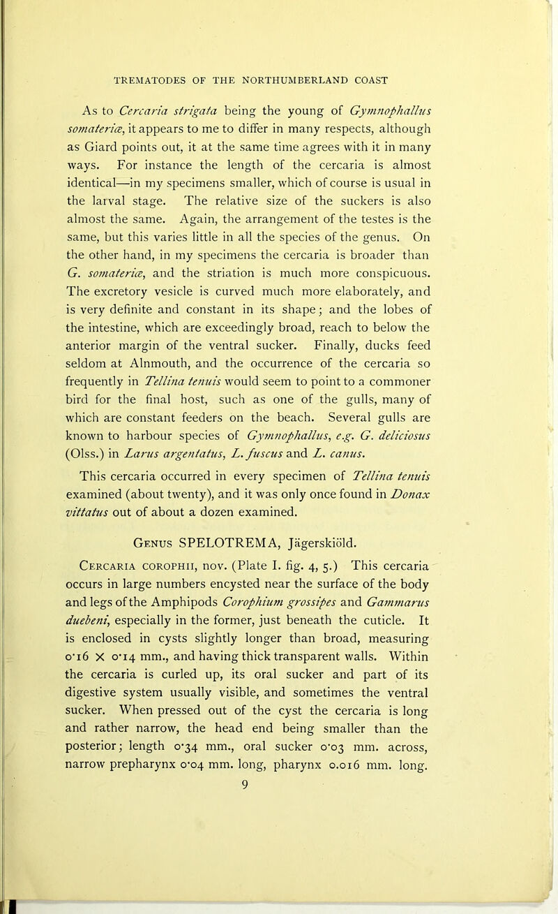 As to Cercaria strigata being the young of Gymnophallus somateria, it appears to me to differ in many respects, although as Giard points out, it at the same time agrees with it in many ways. For instance the length of the cercaria is almost identical—in my specimens smaller, which of course is usual in the larval stage. The relative size of the suckers is also almost the same. Again, the arrangement of the testes is the same, but this varies little in all the species of the genus. On the other hand, in my specimens the cercaria is broader than G. somateria, and the striation is much more conspicuous. The excretory vesicle is curved much more elaborately, and is very definite and constant in its shape; and the lobes of the intestine, which are exceedingly broad, reach to below the anterior margin of the ventral sucker. Finally, ducks feed seldom at Alnmouth, and the occurrence of the cercaria so frequently in Tellina tenuis would seem to point to a commoner bird for the final host, such as one of the gulls, many of which are constant feeders on the beach. Several gulls are known to harbour species of Gymnophallus, e.g. G. deliciostis (Olss.) in Larus argentatus, L. fiisctis a.ndL L. canus. This cercaria occurred in every specimen of Tellina tenuis examined (about twenty), and it was only once found in Donax vittatus out of about a dozen examined. Genus SPELOTREMA, Jagerskicild. Cercaria corophii, nov. (Plate I. fig. 4, 5.) This cercaria occurs in large numbers encysted near the surface of the body and legs of the Amphipods Corophium grossipes and Gammarus duebeni, especially in the former, just beneath the cuticle. It is enclosed in cysts slightly longer than broad, measuring O'16 X O'14 mm., and having thick transparent walls. Within the cercaria is curled up, its oral sucker and part of its digestive system usually visible, and sometimes the ventral sucker. When pressed out of the cyst the cercaria is long and rather narrow, the head end being smaller than the posterior; length o'34 mm., oral sucker o'03 mm. across, narrow prepharynx o'04 mm. long, pharynx 0.016 mm. long.