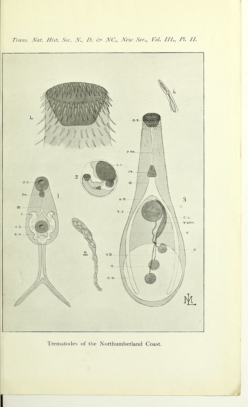 'rreniatodes of the Northumberland Coast.