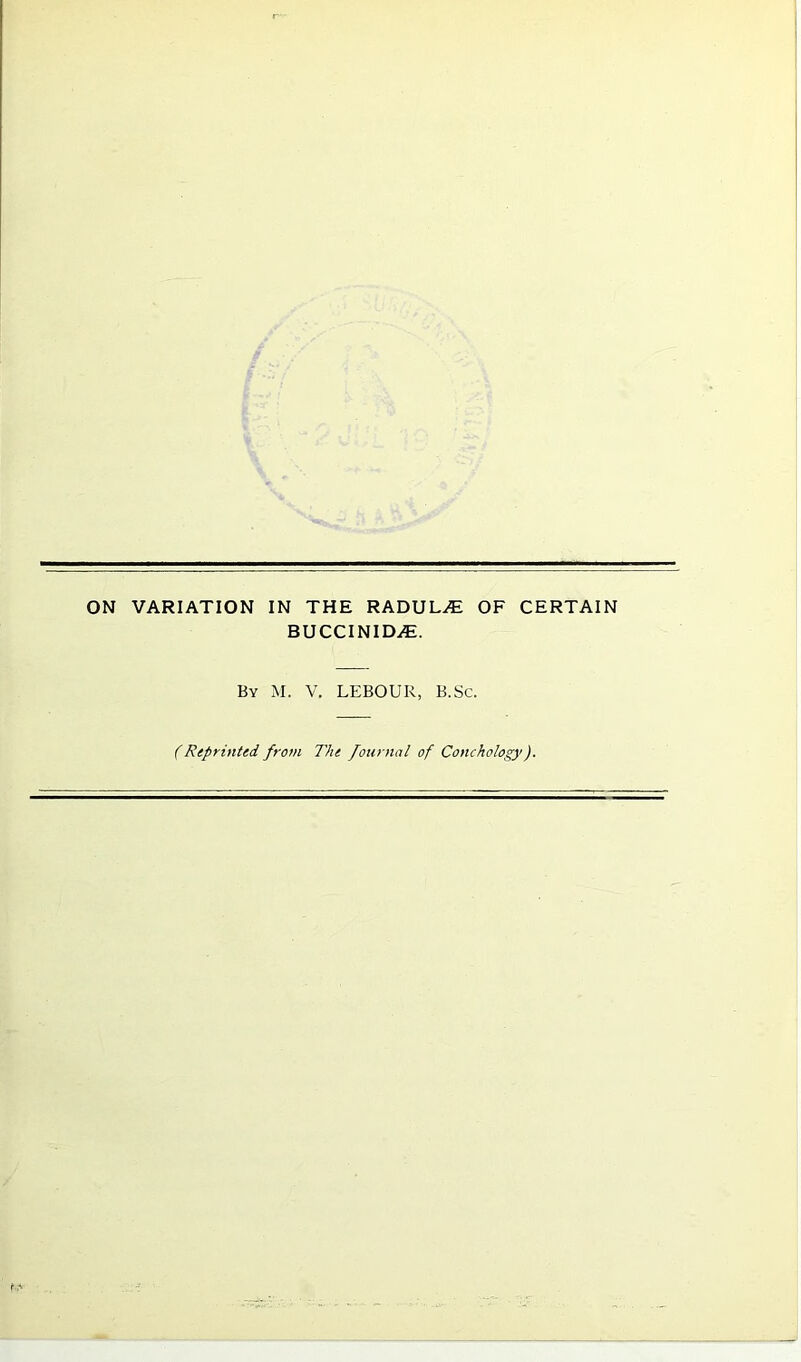 BUCCINIDyE. By M. V. LEBOUR, B.Sc.