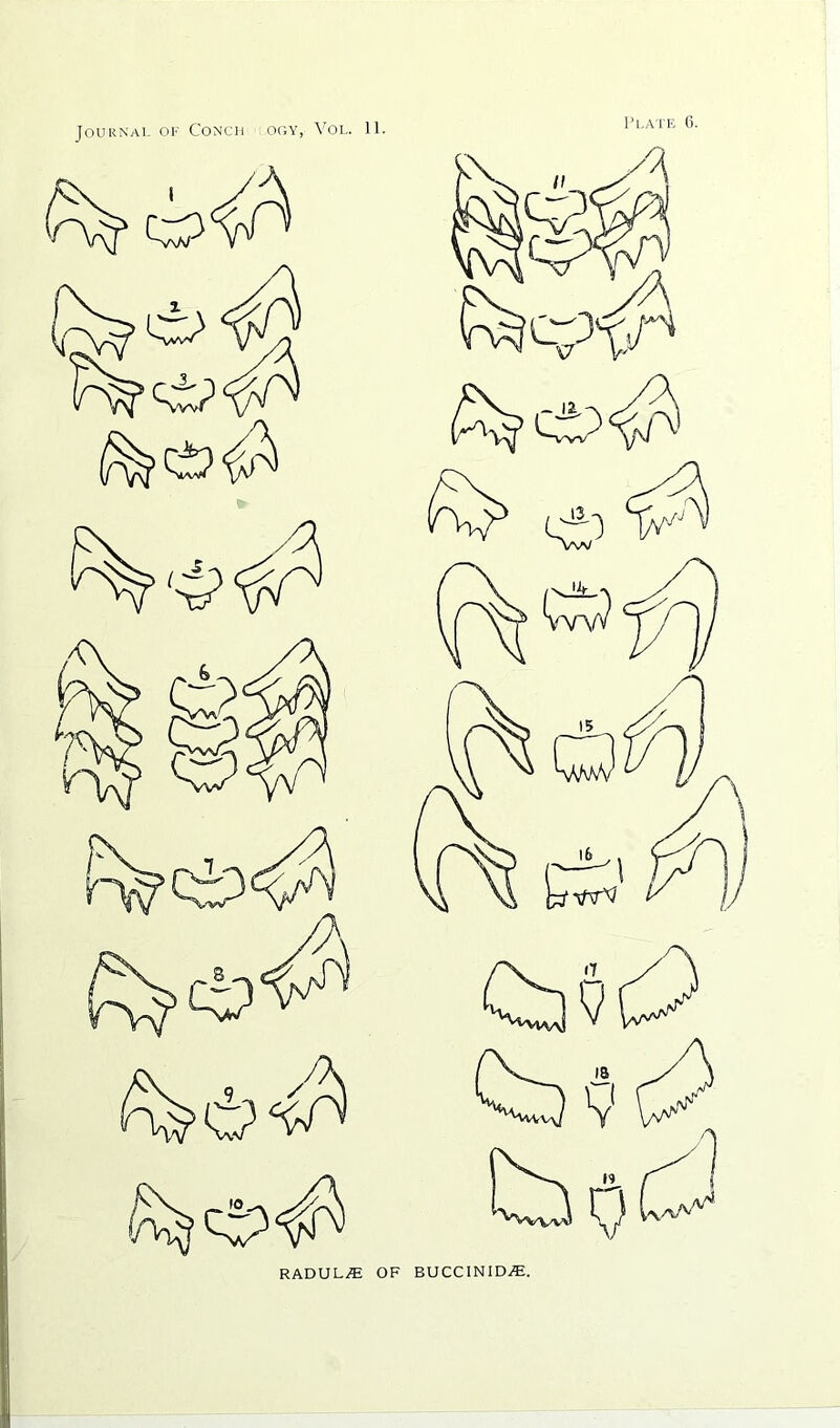 Journal of Conch ogy, Vol. H. RADUL^ OF BUCCINID^.