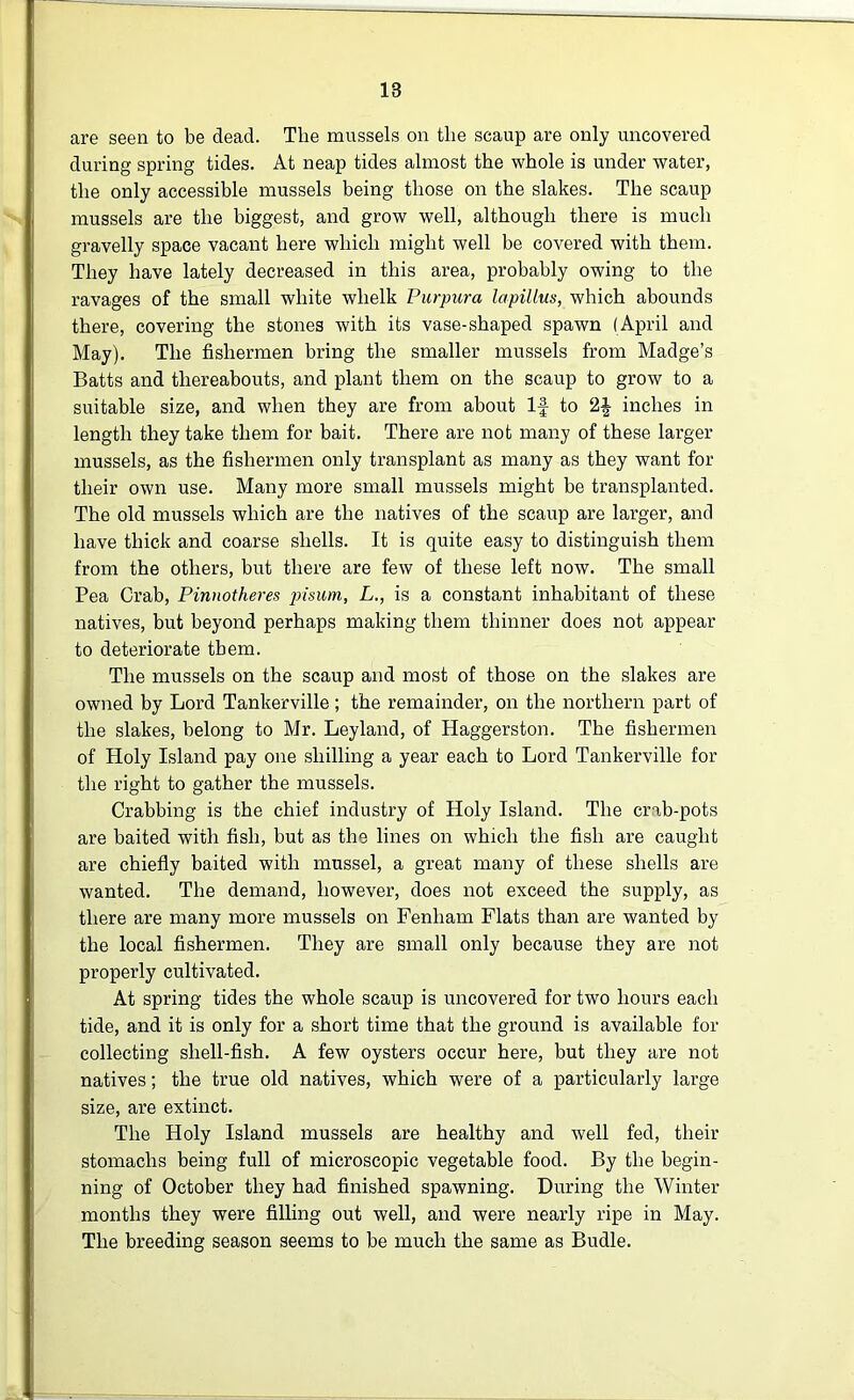 are seen to be dead. The mussels on the scaup are only uncovered during spring tides. At neap tides almost the whole is under water, the only accessible mussels being those on the slakes. The scaup mussels are the biggest, and grow well, although there is much gravelly space vacant here which might well be covered with them. They have lately decreased in this area, probably owing to the ravages of the small white whelk Purpura lapillus, which abounds there, covering the stones with its vase-shaped spawn (April and May). The fishermen bring the smaller mussels from Madge’s Batts and thereabouts, and plant them on the scaup to grow to a suitable size, and when they are from about If to inches in length they take them for bait. There are not many of these larger mussels, as the fishermen only transplant as many as they want for their own use. Many more small mussels might be transplanted. The old mussels which are the natives of the scaup are larger, and have thick and coarse shells. It is quite easy to distinguish them from the others, but there are few of these left now. The small Pea Crab, Pinnotheres pisum, L., is a constant inhabitant of these natives, but beyond perhaps making them thinner does not appear to deteriorate them. The mussels on the scaup and most of those on the slakes are owned by Lord Tankerville ; the remainder, on the northern part of the slakes, belong to Mr. Leyland, of Haggerston. The fishermen of Holy Island pay one shilling a year each to Lord Tankerville for the right to gather the mussels. Crabbing is the chief industry of Holy Island. The crab-pots are baited with fish, but as the lines on which the fish are caught are chiefly baited with mussel, a great many of these shells are wanted. The demand, however, does not exceed the supply, as there are many more mussels on Fenliam Flats than are wanted by the local fishermen. They are small only because they are not properly cultivated. At spring tides the whole scaup is uncovered for two hours each tide, and it is only for a short time that the ground is available for collecting shell-fish. A few oysters occur here, but they are not natives; the true old natives, which were of a particularly large size, are extinct. The Holy Island mussels are healthy and well fed, their stomachs being full of microscopic vegetable food. By the begin- ning of October they had finished spawning. During the Winter months they were filling out well, and were nearly ripe in May. The breeding season seems to be much the same as Budle.