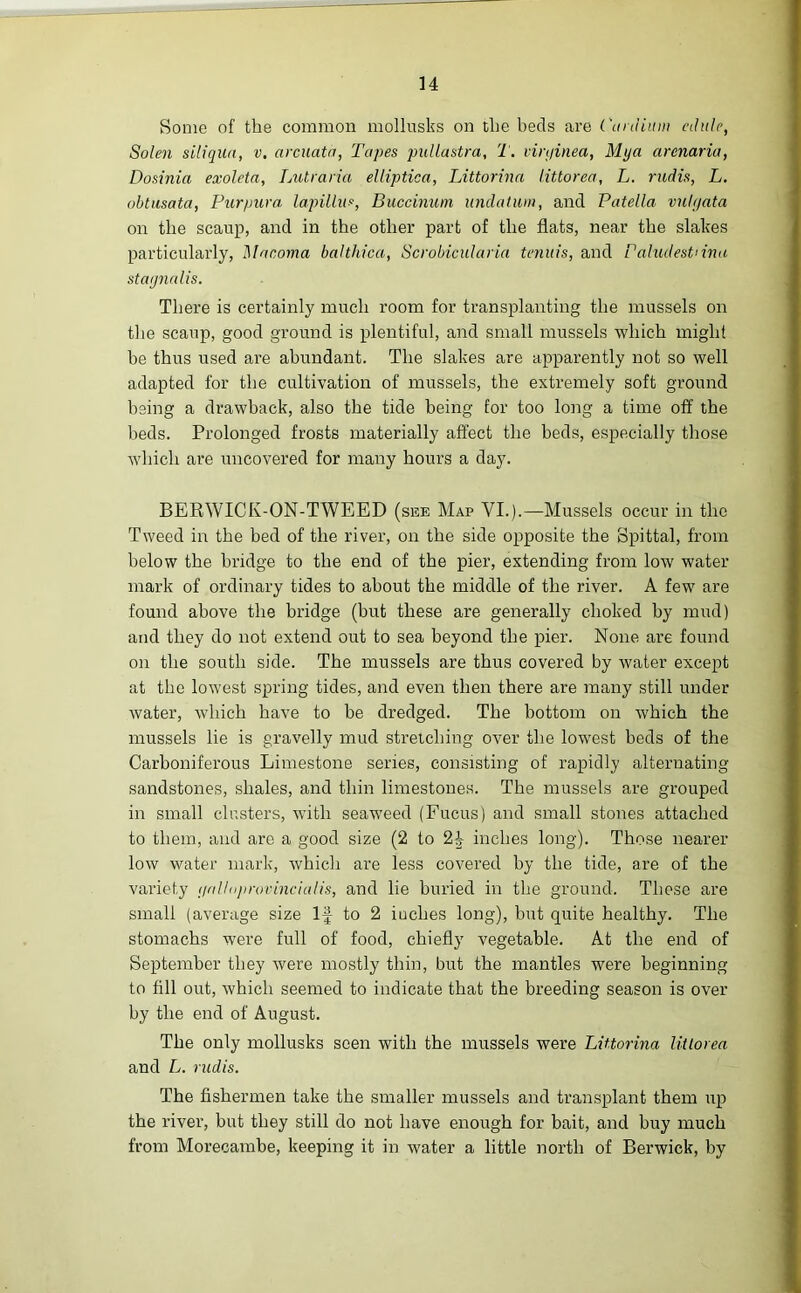 Some of the common mollusks on the beds are Cardium cdule, Solen siliqua, v. arcuata. Tapes puliastra, T. vin/inea, Mya arenaria, Dosinia exoleta, Lutraria elliptica, Littorina Littored, L. rudis, L. obtusata, Purpura, lapillus, Buccinum undatum, and Patella vulyata on the scaup, and in the other part of the fiats, near the slakes particularly, Macoma balthica, Scrobicularia tenuis, and Paludestnna stafmalis. There is certainly much room for transplanting the mussels on the scaup, good ground is plentiful, and small mussels 'which might be thus used are abundant. The slakes are apparently not so well adapted for the cultivation of mussels, the extremely soft ground being a drawback, also the tide being for too long a time off the beds. Prolonged frosts materially affect the beds, especially those which are uncovered for maiiy hours a day. BERWICK-ON-TWEED (see Map VI.).—Mussels occur in the Tweed in the bed of the river, on the side opposite the Spittal, from below the bridge to the end of the pier, extending from low water mark of ordinary tides to about the middle of the river. A few are found above the bridge (but these are generally choked by mud) and they do not extend out to sea beyond the pier. None are found on the south side. The mussels are thus covered by water except at the lowest spring tides, and even then there are many still under water, which have to be dredged. The bottom on which the mussels lie is gravelly mud stretching over the lowest beds of the Carboniferous Limestone series, consisting of rapidly alternating sandstones, shales, and thin limestones. The mussels are grouped in small clusters, with seaweed (Fucus) and small stones attached to them, and are a good size (2 to 2f inches long). Those nearer low water mark, which are less covered by the tide, are of the variety i/alloprovincialis, and lie buried in the ground. These are small (average size If to 2 inches long), but quite healthy. The stomachs were full of food, chiefly vegetable. At the end of September they were mostly thin, but the mantles were beginning to fill out, which seemed to indicate that the breeding season is over by the end of August. The only mollusks seen with the mussels were Littorina littorea and L. rudis. The fishermen take the smaller mussels and transplant them up the river, but they still do not have enough for bait, and buy much from Morecambe, keeping it in water a little north of Berwick, by