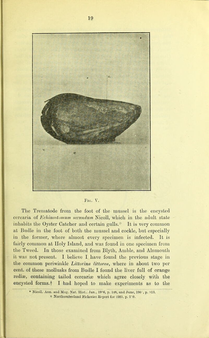 Fig. V. The Trematode from the foot of the mussel is the encysted cercaria of Echinostomum secundum Nicoll, which in the adult state inhabits the Oyster Catcher and certain gulls.:;: It is very common at Budle in the foot of both the mussel and cockle, but especially in the former, where almost every specimen is infected. It is fairly common at Holy Island, and was found in one specimen from the Tweed. In those examined from Blyth, Amble, and Alnmoutli it was not present. I believe I have found the previous stage in the common periwinkle Littorina littorea, where in about two per cent, of these mollusks from Budle I found the liver full of orange rediae, containing tailed cercariag which agree closely with the encysted forms.f I had hoped to make experiments as to the * Nicoll. Ann. and Mag-. Nat. Hist.. Jan., 19n6, p. 148, and June, 190 , p. 313. t Northumberland Fisheries Report for 1905, p. lr0.