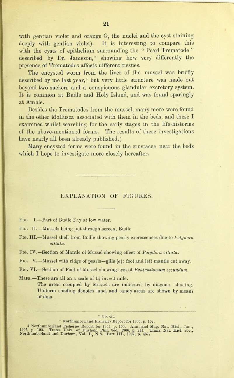 with gentian violet and orange G, the nuclei and the cyst staining deeply with gentian violet). It is interesting to compare this with the cysts of epithelium surrounding the “ Pearl Trematode ” described by Dr. Jameson,* showing how very differently the presence of Trematodes affects different tissues. The encysted worm from the liver of the mussel was briefly described by me last jear,f but very little structure was made out beyond two suckers and a conspicuous glandular excretory system. It is common at Budle and Holy Island, and was found sparingly at Amble. Besides the Trematodes from the mussel, many more were found in the other Mollusca associated with them in the beds, and these I examined whilst searching for the early stages in the life-histories of the above-mention id forms. The results of these investigations have nearly all been already published. \ Many encysted forms were found in the Crustacea near the beds which I hope to investigate more closely hereafter. EXPLANATION OF FIGURES. Fig. I.—Part of Budle Bay at low water. Fig. II.—Mussels being put through screen, Budle. Fig. III.—Mussel shell from Budle showing pearly excrescences due to Polydora ciliata. Fig. IV.—Section of Mantle of Mussel showing effect of Polydora ciliata. Fig. V.—Mussel with ridge of pearls—gills (a): foot and left mantle cut away. Fig. VI.—Section of Foot of Mussel showing cyst of Echinoslomum secundum. Maps.—These are all on a scale of 1§ in. = l mile. The areas occupied by Mussels are indicated by diagona shading. Uniform shading denotes land, and sandy areas are shown by means of dots. * Op. cit. + Northumberland Fisheries Report for 1905, p. 102. i Northumberland Fisheries Report for 1905, p. 100. Ann. and Mag. Nat. Hist., Jan., 1907, p. 102. Trans. Univ. of Durham Phil. Soc., 1906, p. 231. Trans. Nat. Hist. Soc., Northumberland and Durham, Vol. I. N.S., Part III., 1907, p. 437,