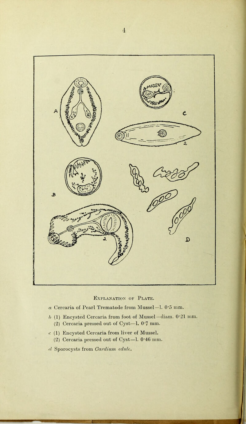 Explanation of Plate. a Cercaria of Pearl Trematode from Mussel—1. O'o mm. h (1) Encysted Cercaria from foot of Mussel—diam. 0'21 mm. (2) Cercaria pressed out of Cyst—1. 0'7 mm. c (1) Encysted Cercaria from liver of Mussel. (2) Cercaria pressed out of Cyst—1. 0'46 mm. Sporocysts from Cardium edide.