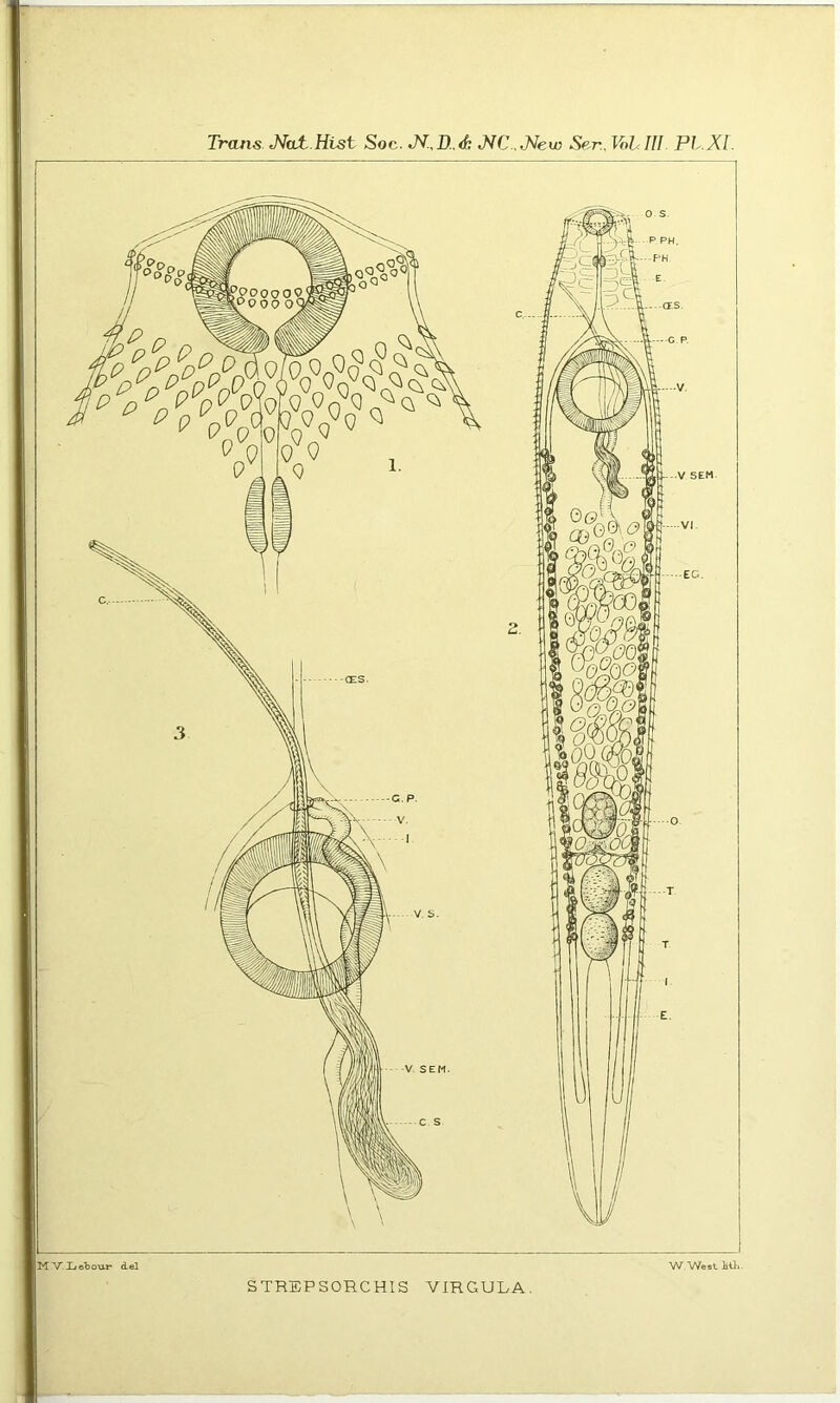 Trans JVat Htst Soc. JV!,D..<fe J^C..J^ew Se-r. Vohlll PL.XL MV Xidbour del STREPSORCHIS VIRGULA,