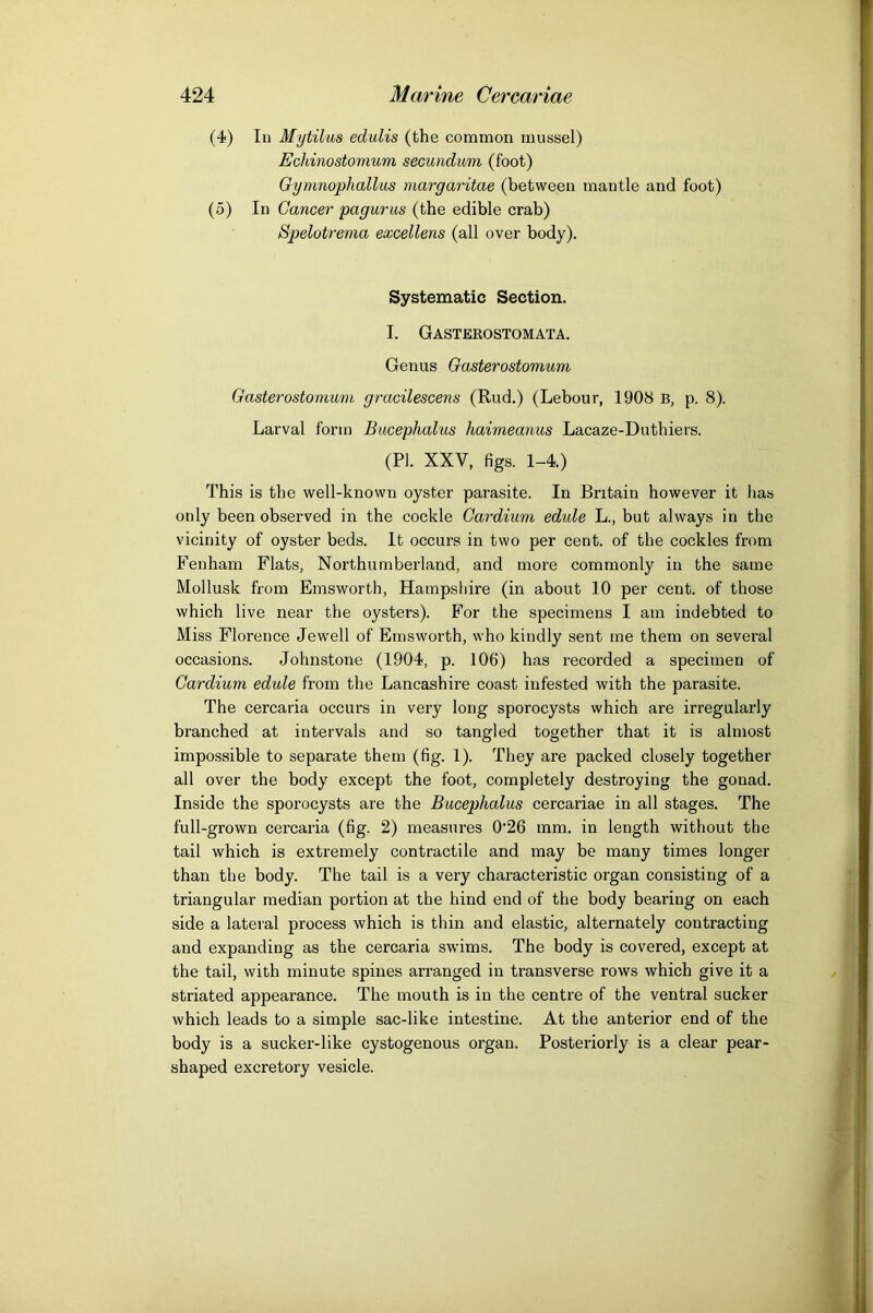 (4) III Mytilus edulis (the common mussel) Echinostomum secundum (foot) Gymnophallus margaritae (between mantle and foot) (5) In Cancer pagurus (the edible crab) Spelotrema excellens (all over body). Systematic Section. I. Gasterostomata. Genus Gasterostomum Gasterostomum gracilescens (Rud.) (Lebour, 1908 B, p. 8). Larval form Bucephalus haimeanus Lacaze-Duthiers. (PI. XXV, figs. 1-4.) This is the well-known oyster parasite. In Britain however it lias only been observed in the cockle Gardium edide L., but always in the vicinity of oyster beds. It occurs in two per cent, of the cockles from Fenham Flats, Northumberland, and more commonly in the same Mollusk from Emsworth, Hampshire (in about 10 per cent, of those which live near the oysters). For the specimens I am indebted to Miss Florence Jewell of Emsworth, who kindly sent me them on several occasions. Johnstone (1904, p. 106) has recorded a specimen of Gardium edule from the Lancashire coast infested with the parasite. The cercaria occurs in very long sporocysts which are irregularly branched at intervals and so tangled together that it is almost impossible to separate them (fig. 1). They are packed closely together all over the body except the foot, completely destroying the gonad. Inside the sporocysts are the Bucephalus cercariae in all stages. The full-grown cercaria (fig. 2) measures 0'26 mm. in length without the tail which is extremely contractile and may be many times longer than the body. The tail is a very characteristic organ consisting of a triangular median portion at the hind end of the body bearing on each side a latei'al process which is thin and elastic, alternately contracting and expanding as the cercaria swims. The body is covered, except at the tail, with minute spines arranged in transverse rows which give it a striated appearance. The mouth is in the centre of the ventral sucker which leads to a simple sac-like intestine. At the anterior end of the body is a sucker-like cystogenous organ. Posteriorly is a clear pear- shaped excretory vesicle.
