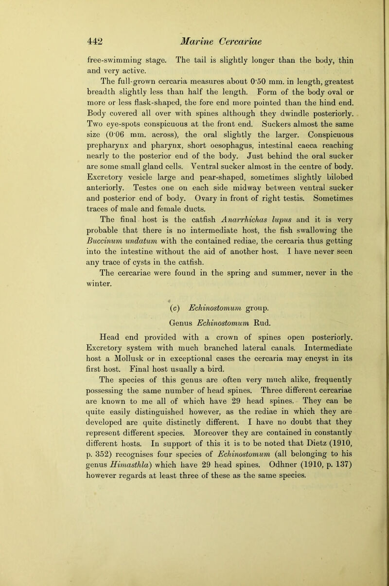 free-swimming stage. The tail is slightly longer than the body, thin and very active. The full-grown cercaria measures about O'oO mm. in length, greatest breadth slightly less than half the length. Form of the body oval or more or less flask-shaped, the fore end more pointed than the hind end. Body covered all over with spines although they dwindle posteriorly. Two eye-spots conspicuous at the front end. Suckers almost the same size (0‘06 mm. across), the oral slightly the larger. Conspicuous prepharynx and pharynx, short oesophagus, intestinal caeca reaching nearly to the posterior end of the body. Just behind the oral sucker are some small gland cells. Ventral sucker almost in the centre of body. Excretory vesicle large and pear-shaped, sometimes slightly bilobed anteriorly. Testes one on each side midway between ventral sucker and posterior end of body. Ovary in front of right testis. Sometimes traces of male and female ducts. The final host is the catfish Anarrhichas lupus and it is very probable that there is no intermediate host, the fish swallowing the Buccinum undatum with the contained rediae, the cercaria thus getting into the intestine without the aid of another host. I have never seen any trace of cysts in the catfish. The cercariae were found in the spring and summer, never in the winter. (c) Echinostomum group. Genus Echinostomum Rud. Head end provided with a crown of spines open posteriorly. Excretory system with much branched lateral canals. Intermediate host a Mollusk or in exceptional cases the cercaria may encyst in its first host. Final host usually a bird. The species of this genus are often very much alike, frequently possessing the same number of head spines. Three different cercariae are known to me all of which have 29 head spines. They can be quite easily distinguished however, as the rediae in which they are developed are quite distinctly different. I have no doubt that they represent different species. Moreover they are contained in constantly different hosts. In support of this it is to be noted that Dietz (1910, p. 352) recognises four species of Echinostomum (all belonging to his genus Himasthla) which have 29 head spines. Odhner (1910, p. 137) however regards at least three of these as the same species.