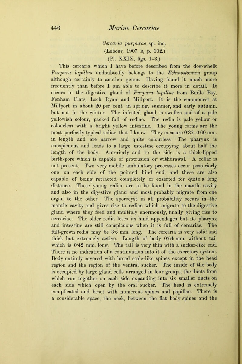Gercaria purpurae sp. inq. (Lebour, 1907 B, p. 102.) (PI. XXIX, figs. 1-3.) This cercaria which I have before described from the dog-whelk Purpura lapillus undoubtedly belongs to the Echinostomum group although certainly to another genus. Having found it much more frequently than before I am able to describe it more in detail. It occurs in the digestive gland of Purpura lapillus from Budle Bay, Fenham Flats, Loch Ryan and Millport. It is the commonest at Millport in about 20 per cent, in spring, summer, and early autumn, but not in the winter. The infected gland is swollen and of a pale yellowish colour, packed full of rediae. The redia is pale yellow or colourless with a bright yellow intestine. The young forms are the most perfectly typical rediae that I know. They measure 0'32-0'60 mm. in length and are narrow and quite colourless. The pharynx is conspicuous and leads to a large intestine occupying about half the length of the body. Anteriorly and to the side is a thick-lipped birth-pore which is capable of protrusion or* withdrawal. A collar is not present. Two very mobile ambulatory processes occur posteriorly one on each side of the pointed hind end, and these are also capable of being retracted completely or exserted for quite a long distance. These young rediae are to be found in the mantle cavity and also in the digestive gland and most probably migrate from one organ to the other. The sporocyst in all probability occurs in the mantle cavity and gives rise to rediae which migrate to the digestive gland where they feed and multiply enormously, finally giving rise to cercariae. The older redia loses its hind appendages but its pharynx and intestine are still conspicuous when it is full of cercariae. The full-grown redia may be 3'6 mm. long. The cercaria is very solid and thick but extremely active. Length of body 0’64 mm. without tail which is 0’42 mm. long. The tail is very thin with a sucker-like end. There is no indication of a continuation into it of the excretory system. Body entirely covered with broad scale-like spines except in the head region and the region of the ventral sucker. The inside of the body is occupied by large gland cells arranged in four groups, the ducts from which run together on each side expanding into six smaller ducts on each side which open by the oral sucker. The head is extremely complicated and beset with numerous spines and papillae. There is a considerable space, the neck, between the flat body spines and the