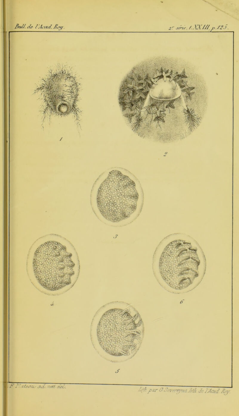 Jiull.de / 'ÀiYid. Jten/. 2' série, /.. XX///,, /2.Ï. F II ttrxrtts ctX ’.<rt ciel. . par FS ^ -yy/is 7/i/j Je/Àcad. ftry