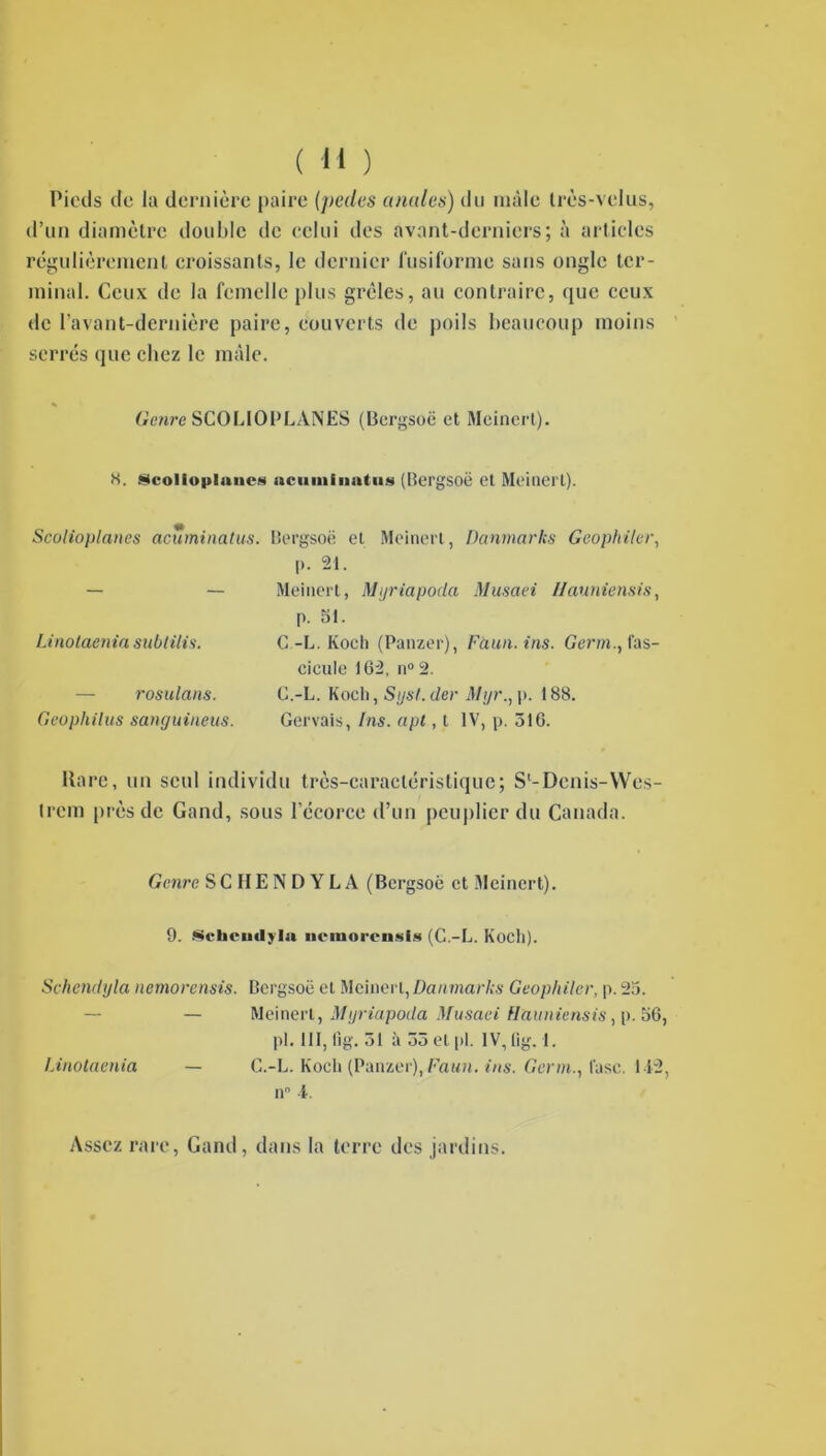 Pieds de la dernière paire (pedes anales) du mâle très-velus, d’un diamètre double de celui des avant-derniers; à articles régulièrement croissants, le dernier fusiforme sans ongle ter- minal. Ceux de la femelle plus grêles, au contraire, que ceux de l’avant-dernière paire, couverts de poils beaucoup moins serrés que chez le mâle. Genre SCOLIOPLÀNES (Bergsoë et Meincrt). <S. Scolioplanes ncunifnntiis (Bergsoë et Meinerl). Ht Scolioplanes acuminatus. Bergsoë et Meinerl, Danmarks Geophiler, l>. 21. — — Meinerl, Mijriapoda Musaei Hauniensis, p. 51. Linotaeniasublilis. C-L. Koch (Panzer), Fàun.ins. Germ., fas- cicule 162, n° 2. rosulans. C.-L. Koch, Sgst. der Mgr., p. 188. Geophilus sanguineus. Gervais, Ins. apt, t IV, p. 316. Rare, un seul individu très-caractéristique; Sl-Denis-VVes- Ircm près de Gand, sous l’écorce d’un peuplier du Canada. Genre SCIIENDYLA (Bergsoë et Meincrt). 9. Schemlyla nemorensis (C.-L. Koch). Schendyla nemorensis. Bergsoë et Meinerl, Danmarks Geophiler, p. 23. — Meinerl, Mijriapoda Musaei H auniensis, p. 56, pl. 111,11g. 31 à 33 et pl. IV, (ig. I. Linotaenia — C.-L. Koch (Panzer), Faun. ins. Germ., l'asc. 1-12, nn i. Assez rare, Gand, dans la terre des jardins.