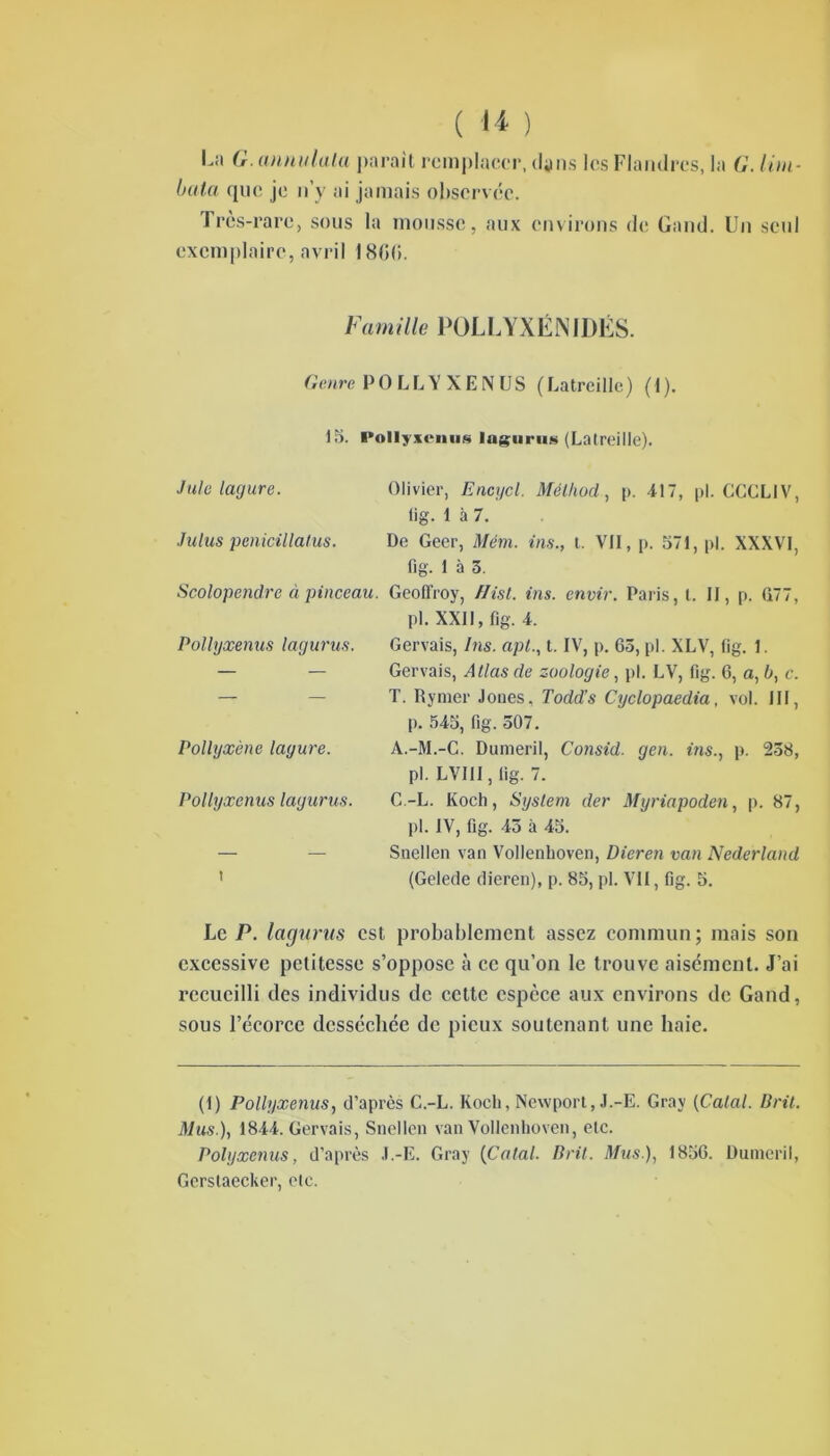 La G. annulata parait remplacer, dans les Flandres, la G. Uni- buta que je n’y ai jamais observée. Très-rare, sous la mousse, aux environs de Gand. Un seul exemplaire, avril 18G(î. Famille POLLYXÉNIDÉS. Genre PO LL Y XEN US (Latreille) (1). 15. Pollyxenus lagurus (Latreille). Jule lagure. Olivier, Encycl. Mélhod, p. 417, pl. CCCLIV, lig. 1 à 7. Julus penicillatus. De Geer, Mém. ins., t. VII, p. 571, pl. XXXVI, fig. 1 à 5. Scolopendre à pinceau. Geoffroy, fJist. ins. envir. Paris, l. II, p. (177, pl. XXII, fig. 4. Pollyxenus lagurus. Gervais, Ins. api., t. IV, p. 65, pl. XLV, fig. 1. — — Gervais, Atlas de zoologie, pl. LV, fig. 6, a, b, c. — — T. Rymer Joues, Todd’s Cyclopaedia, vol. III, p. 545, fig. 507. Pollyxène lagure. A.-M.-C. Dumeril, Consid. gen. ins., p. 258, pl. LVIII, fig. 7. Pollyxenus lagurus. C.-L. Koch, System der Myriapoden, p. 87, pl. IV, fig. 45 à 45. — — Snellen van VoIIenhoven, Dieren van Nederland 1 (Gelede dieren), p. 85, pl. VII, fig. 5. Le P. lagurus csl probablement assez commun; mais son excessive petitesse s’oppose à ce qu’on le trouve aisément. J’ai recueilli des individus de cette espèce aux environs de Gand, sous l’ceorcc desséchée de pieux soutenant une haie. (I) Pollyxenus, d’après C.-L. Koch, Newporl, J.-E. Gray (Calai. Prit. Mus.), 1844. Gervais, Snellen van VoIIenhoven, etc. Polyxenus, d’après J.-E. Gray (Calai. Prit. Mas ), 1856. Dumeril, Gerslaecker, etc.