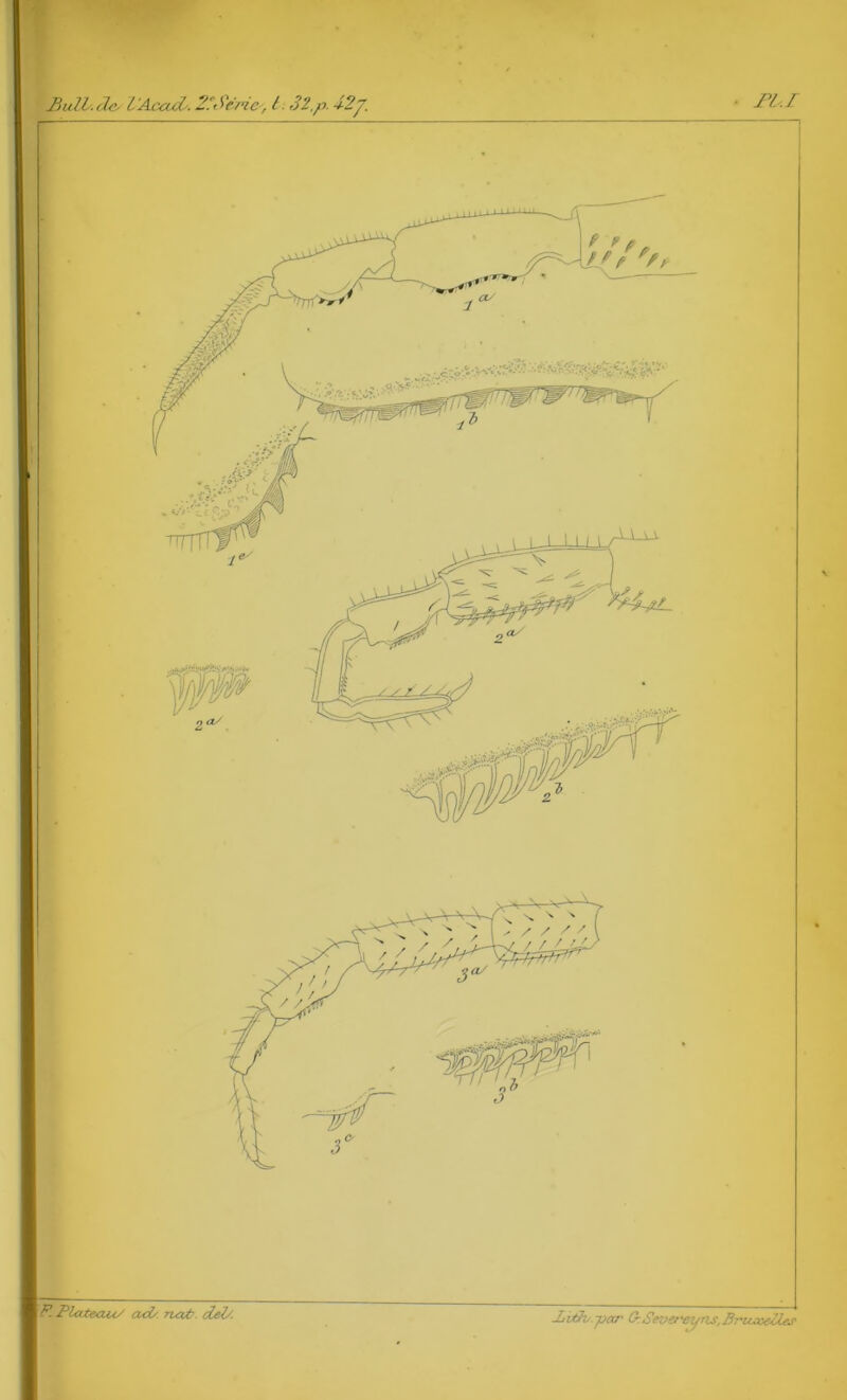 Bulh.dev l‘AcaiL 2?Sê/‘ic, t 32,p. 32p ■ FLI F. Plateau/ ath ruxt deh. -Litb.par G: Smereyns, Bruxelles