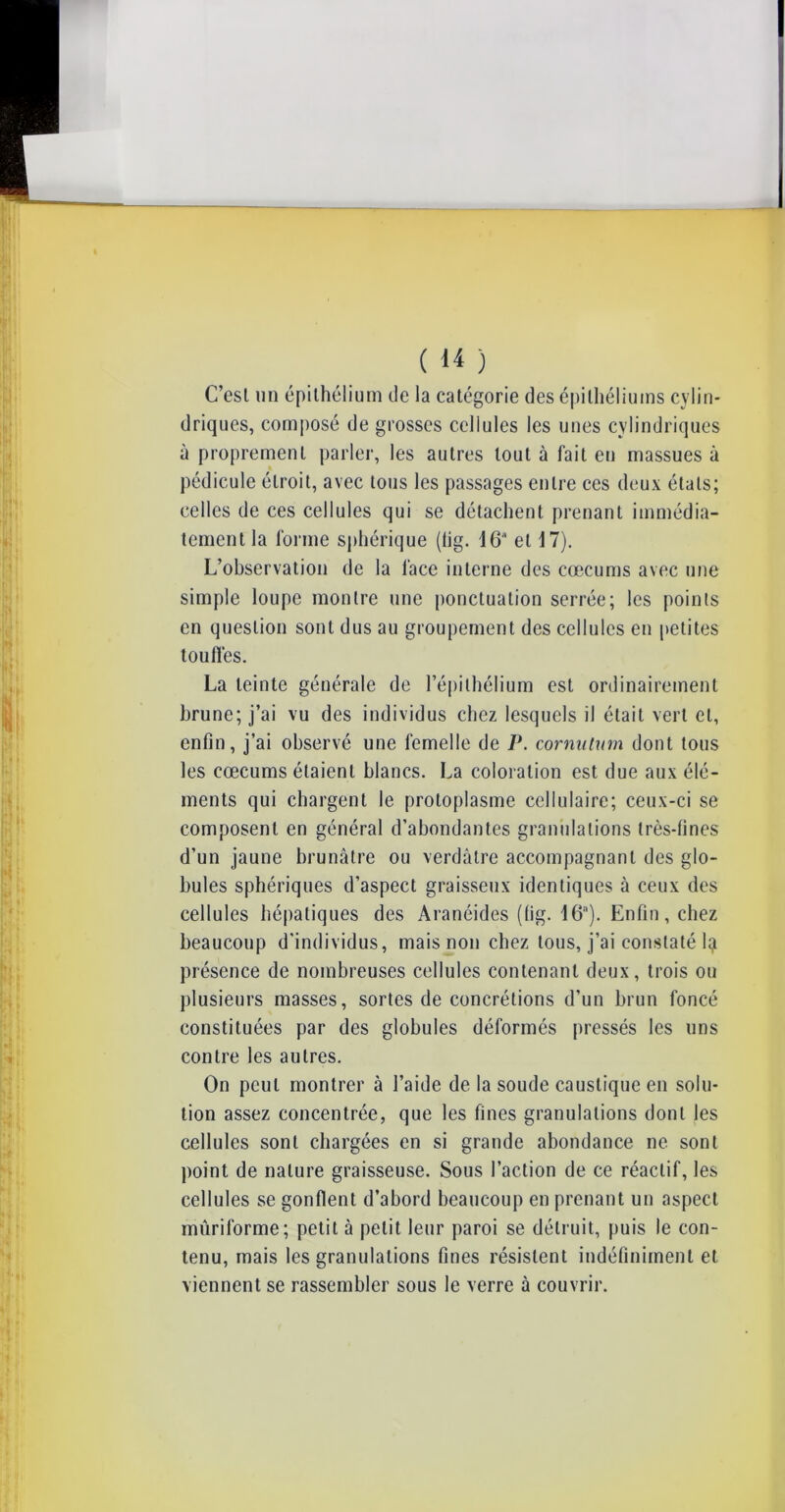 C’est un épithélium de la catégorie des épithéliums cylin- driques, composé de grosses cellules les unes cylindriques à proprement parler, les autres tout à fait eu massues à pédicule étroit, avec tous les passages entre ces deux étals; celles de ces cellules qui se détachent prenant immédia- tement la forme sphérique (tig. 16a et 17). L’observation de la lace interne des cæcums avec une simple loupe montre une ponctuation serrée; les points en question sont dus au groupement des cellules en petites touffes. La teinte générale de l’épithélium est ordinairement brune; j’ai vu des individus chez lesquels il était vert et, enfin, j’ai observé une femelle de P. cornutum dont tous les cæcums étaient blancs. La coloration est due aux élé- ments qui chargent le protoplasme cellulaire; ceux-ci se composent en général d’abondantes granulations très-fines d’un jaune brunâtre ou verdâtre accompagnant des glo- bules sphériques d’aspect graisseux identiques à ceux des cellules hépatiques des Àranéides (lig. 16a). Enfin, chez beaucoup d'individus, mais non chez tous, j’ai constaté 4 présence de nombreuses cellules contenant deux, trois ou plusieurs masses, sortes de concrétions d’un brun foncé constituées par des globules déformés pressés les uns contre les autres. On peut montrer à l’aide de la soude caustique en solu- tion assez concentrée, que les fines granulations dont les cellules sont chargées en si grande abondance ne sont point de nature graisseuse. Sous l’action de ce réactif, les cellules se gonflent d’abord beaucoup en prenant un aspect mûriforme; petit à petit leur paroi se détruit, puis le con- tenu, mais les granulations fines résistent indéfiniment et viennent se rassembler sous le verre à couvrir.