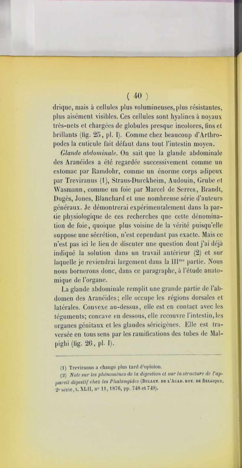 ( 40 ) drique, mais à cellules plus volumineuses, plus résistantes, plus aisément visibles. Ces cellules sont hyalines à noyaux très-nets et chargées de globules presque incolores, lins et brillants (lig. 25, pl. 1). Comme chez beaucoup d’Arthro- podes la cuticule l'ait défaut dans tout l’intestin moyen. Glande abdominale. On sait que la glande abdominale des Aranéides a été regardée successivement comme un estomac par Ramdohr, comme un énorme corps adipeux par Treviranus (1), Straus-Durckheim, Audouin, Grube et Wasmann, comme un loie par Marcel de Serres, Brandi, Dugès, Jones, Blanchard et une nombreuse série d’auteurs généraux. Je démontrerai expérimentalement dans la par- tie physiologique de ces recherches que cette dénomina- tion de foie, quoique plus voisine de la vérité puisqu’elle suppose une sécrétion, n’est cependant pas exacte. Mais ce n’est pas ici le lieu de discuter une question dont j’ai déjà indiqué la solution dans un travail antérieur (2) et sur laquelle je reviendrai largement dans la IHme partie. Nous nous bornerons donc, dans ce paragraphe, à l’étude anato- mique de l’organe. La glande abdominale remplit une grande partie de l’ab- domen des Aranéides; elle occupe les régions dorsales et latérales. Convexe au-dessus, elle est en contact avec les téguments; concave en dessous, elle recouvre l’intestin, les organes génitaux et les glandes séricigènes. Elle est tra- versée en tous sens par les ramifications des tubes de Mal- pighi (lig. 26, pl. I). (1) Treviranus a changé plus tard d’opinion. (2) Note sur les phénomènes de la digestion et sur la structure de l'ap- pareil digestif chez les Phalangides (Bullet. df. l’Acad. roy. de Belgique.