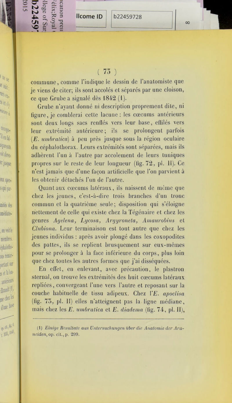 00 o CT ~ N> « fD- ô — P X 2 •iiv O O S, O CH c) *< ^ X© C». O ( 73 ) commune, comme l’indique le dessin de l’anatomiste que je viens de citer; ils sont accolés et séparés par une cloison, ce que Grube a signalé dès 1842 (1). Grube n’ayant donné ni description proprement dite, ni figure, je comblerai cette lacune: les cæcums antérieurs sont deux longs sacs renflés vers leur base, ellilés vers leur extrémité antérieure; ils se prolongent parfois (E. urnbratica) à peu près jusque sous la région oculaire du céphalothorax. Leurs extrémités sont séparées, mais ils adhèrent l’un à l’autre par accolemenl de leurs tuniques propres sur le reste de leur longueur (fig. 72, pi. 11). Ce n’est jamais que d’une façon artificielle que l’on parvient à les obtenir détachés l’un de l’autre. Quant aux cæcums latéraux, ils naissent de même que chez les jeunes, c’est-à-dire trois branches d’un tronc commun et la quatrième seule; disposition qui s’éloigne nettement de celle qui existe chez la Tégénaire et chez les genres Agelena, Lycosa, Argyroneta, Amaurobius et Clubiona. Leur terminaison est tout autre que chez les jeunes individus : après avoir plongé dans les coxopodites des pattes, ils se replient brusquement sur eux-mêmes pour se prolonger à la face inférieure du corps, plus loin que chez toutes les autres formes que j’ai disséquées. En elfet, en enlevant, avec précaution, le plastron sternal, on trouve les extrémités des huit cæcums latéraux repliées, convergeant l’une vers l’autre et reposant sur la couche habituelle de tissu adipeux. Chez VE. apoclisa (fig. 73, pi. Il) elles n’atteignent pas la ligne médiane, mais chez les E. urnbratica et E. diadema (fig. 74, pl. II), (1) Einige Resultate aus Untersuchungen liber die Anatomie dcr Ara- neiden, op. cit., p. 299.