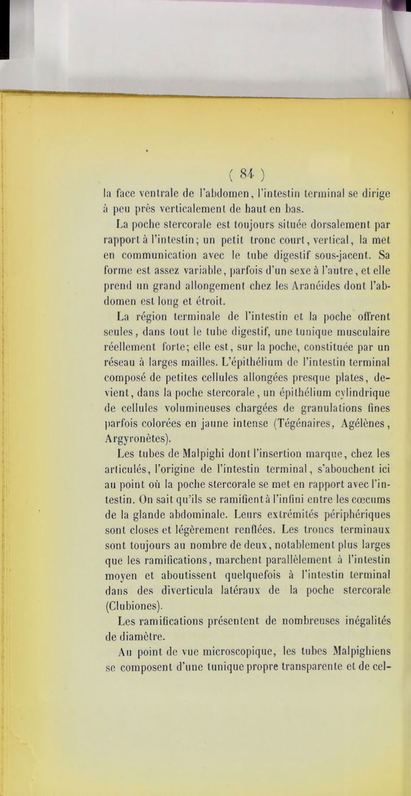 la face ventrale de l’abdomen, l’intestin terminal se dirige à peu près verticalement de haut en bas. La poche stercorale est toujours située dorsalement par rapport à l’intestin ; un petit tronc court, vertical, la met en communication avec le tube digestif sous-jacent. Sa forme est assez variable, parfois d’un sexe à l’autre, et elle prend un grand allongement chez les Aranéides dont l’ab- domen est long et étroit. La région terminale de l’intestin et la poche offrent seules, dans tout le tube digestif, une tunique musculaire réellement forte; elle est, sur la poclie, constituée par un réseau à larges mailles. L’épithélium de l’intestin terminal composé de petites cellules allongées presque plates, de- vient, dans la poche stercorale, un épithélium cylindrique de cellules volumineuses chargées de granulations fines parfois colorées en jaune intense (Tégénaires, Agélènes, Argyronètes). Les tubes de Malpighi dont l’insertion marque, chez les articulés, l’origine de l’intestin terminal, s’abouchent ici au point où la poche stercorale se met en rapport avec l’in- testin. On sait qu’ils se ramifient à l’infini entre les cæcums de la glande abdominale. Leurs extrémités périphériques sont closes et légèrement renflées. Les troncs terminaux sont toujours au nombre de deux, notablement plus larges que les ramifications, marchent parallèlement à l’intestin moyen et aboutissent quelquefois à l’intestin terminal dans des diverticula latéraux de la poche stercorale (Clubiones). Les ramifications présentent de nombreuses inégalités de diamètre. Au point de vue microscopique, les tubes Malpighiens se composent d’une tunique propre transparente et de cel-