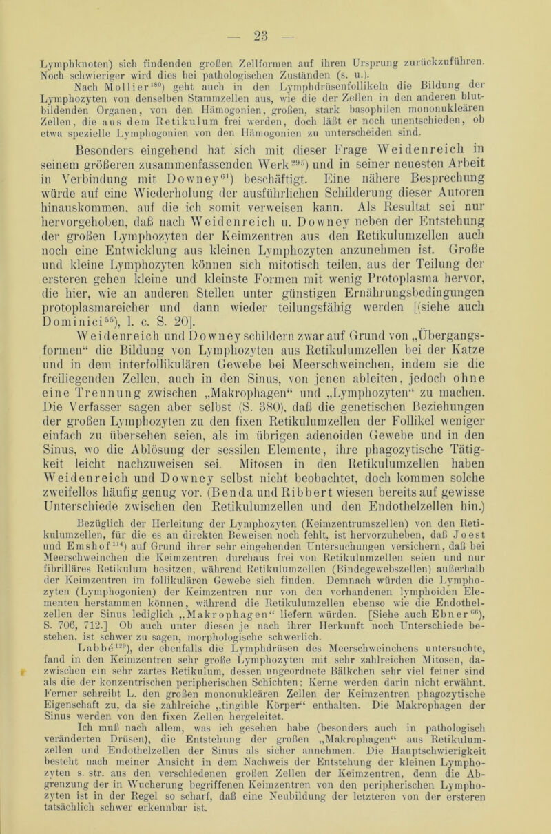 Lymphknoten) sich findenden großen Zellformen auf ihren Ursprung zurückzuführen. Noch schwieriger wird dies hei pathologischen Zuständen (s. u.). Nach Mollier180) geht auch in den Lymphdrüsenfollikeln die Bildung der Lymphozyten von denselben Stammzellen ans, wie die der Zellen in den anderen blut- bildenden Organen, von den Hämogonien, großen, stark basophilen mononukleären Zellen, die aus dem Retikulum frei werden, doch läßt er noch unentschieden, oh etwa spezielle Lymphogonien von den Ilämogonien zu unterscheiden sind. Besonders eingehend hat sich mit dieser Frage Weidenreich in seinem größeren zusammenfassenden Werk295) und in seiner neuesten Arbeit in Verbindung mit Downey61) beschäftigt. Eine nähere Besprechung würde auf eine Wiederholung der ausführlichen Schilderung dieser Autoren hinauskommen, auf die ich somit verweisen kann. Als Resultat sei nur hervorgehoben, daß nach Weiden reich u. Downey neben der Entstehung der großen Lymphozyten der Keimzentren aus den Retikulumzellen auch noch eine Entwicklung aus kleinen Lymphozyten anzunehmen ist. Große und kleine Lymphozyten können sich mitotisch teilen, aus der Teilung der ersteren gehen kleine und kleinste Formen mit wenig Protoplasma hervor, die hier, wie an anderen Stellen unter günstigen Ernährungsbedingungen protoplasmareicher und dann wieder teilungsfähig werden [(siehe auch Dominici55), 1. c. S. 20]. Weidenreich und Do wney schildern zwar auf Grund von „Übergangs- formen“ die Bildung von Lymphozyten aus Retikulumzellen bei der Katze und in dem interfollikulären Gewebe bei Meerschweinchen, indem sie die freiliegenden Zellen, auch in den Sinus, von jenen ableiten, jedoch ohne eine Trennung zwischen „Makrophagen“ und „Lymphozyten“ zu machen. Die Verfasser sagen aber selbst (S. 380). daß die genetischen Beziehungen der großen Lymphozyten zu den fixen Retikulumzellen der Follikel weniger einfach zu übersehen seien, als im übrigen adenoiden Gewebe und in den Sinus, wo die Ablösung der sessilen Elemente, ihre phagozytische Tätig- keit leicht nachzuweisen sei. Mitosen in den Retikulumzellen haben Weidenreich und Downey selbst nicht beobachtet, doch kommen solche zweifellos häufig genug vor. (Bencla und Ribbert wiesen bereitsauf gewisse Unterschiede zwischen den Retikulumzellen und den Endothelzellen hin.) Bezüglich der Herleitung der Lymphozyten (Keimzentrumszellen) von den Reti- kulumzellen, für die es an direkten Beweisen noch fehlt, ist hervorzuheben, daß Joest und Emshof114) auf Grund ihrer sehr eingehenden Untersuchungen versichern, daß hei Meerschweinchen die Keimzentren durchaus frei von Retikulumzellen seien und nur fibrilläres Retikulum besitzen, während Retikulumzellen (Bindegewebszellen) außerhalb der Keimzentren im follikulären Gewebe sich finden. Demnach würden die Lympho- zyten (Lymphogonien) der Keimzentren nur von den vorhandenen lymphoiden Ele- menten herstammen können, während die Retikulumzellen ebenso wie die Endothel- zellen der Sinus lediglich „Makrophagen“ liefern würden. [Siehe auch Ebner86), S. 706, 712.] Oh auch unter diesen je nach ihrer Herkunft noch Unterschiede be- stehen, ist schwer zu sagen, morphologische schwerlich. Labbd129), der ebenfalls die Lymphdrüsen des Meerschweinchens untersuchte, fand in den Keimzentren sehr große Lymphozyten mit sehr zahlreichen Mitosen, da- zwischen ein sehr zartes Retikulum, dessen ungeordnete Bälkchen sehr viel feiner sind als die der konzentrischen peripherischen Schichten; Kerne werden darin nicht erwähnt. Ferner schreibt L. den großen mononukleären Zellen der Keimzentren phagozytische Eigenschaft zu, da sie zahlreiche „tingible Körper“ enthalten. Die Makrophagen der Sinus werden von den fixen Zellen hergeleitet. Ich muß nach allem, was ich gesehen habe (besonders auch in pathologisch veränderten Drüsen), die Entstehung der großen „Makrophagen“ aus Retikulum- zellen und Endothelzellen der Sinus als sicher annehmen. Die Hauptschwierigkeit besteht nach meiner Ansicht in dem Nachweis der Entstehung der kleinen Lympho- zyten s. str. aus den verschiedenen großen Zellen der Keimzentren, denn die Ab- grenzung der in Wucherung begriffenen Keimzentren von den peripherischen Lympho- zyten ist in der Regel so scharf, daß eine Neubildung der letzteren von der ersteren tatsächlich schwer erkennbar ist.