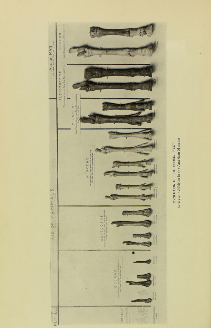 EVOLUTION OF THE HORSE. FEET Series on exhibition in the American Museum