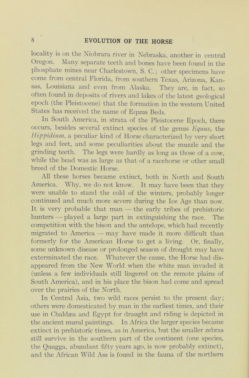 locality is on the Niobrara river in Nebraska, another in central Oregon. Many separate teeth and bones have been found in the phosphate mines near Charlestown, S. C.; other specimens have come from central Florida, from southern Texas, Arizona, Kan- sas, Louisiana and even from Alaska. They are, in fact, so often found in deposits of rivers and lakes of the latest geological epoch (the Pleistocene) that the formation in the western United States has received the name of Equus Beds. In South America, in strata of the Pleistocene Epoch, there occurs, besides several extinct species of the genus Equus, the Hippidium, a peculiar kind of Horse characterized by very short legs and feet, and some peculiarities about the muzzle and the grinding teeth. The legs were hardly as long as those of a cow, while the head was as large as that of a racehorse or other small breed of the Domestic Horse. All these horses became extinct, both in North and South America. Why, we do not know. It may have been that they were unable to stand the cold of the winters, probably longer continued and much more severe during the Ice Age than now. It is very probable that man — the early tribes of prehistoric hunters — played a large part in extinguishing the race. The competition with the bison and the antelope, which had recently migrated to America — may have made it more difficult than formerly for the American Horse to get a living. Or, finally, some unknown disease or prolonged season of drought may have exterminated the race. Whatever the cause, the Horse had dis- appeared from the New World when the white man invaded it (unless a few individuals still lingered on the remote plains of South America), and in his place the bison had come and spread over the prairies of the North. In Central Asia, two wild races persist to the present day; others were domesticated by man in the earliest times, and their use in Chalclaea and Egvpt for draught and riding is depicted in the ancient mural paintings. In Africa the larger species became extinct in prehistoric times, as in America, but the smaller zebras still survive in the southern part of the continent (one species, the Quagga, abundant fifty years ago, is now probably extinct), and the African AVild Ass is found in the fauna of the northern