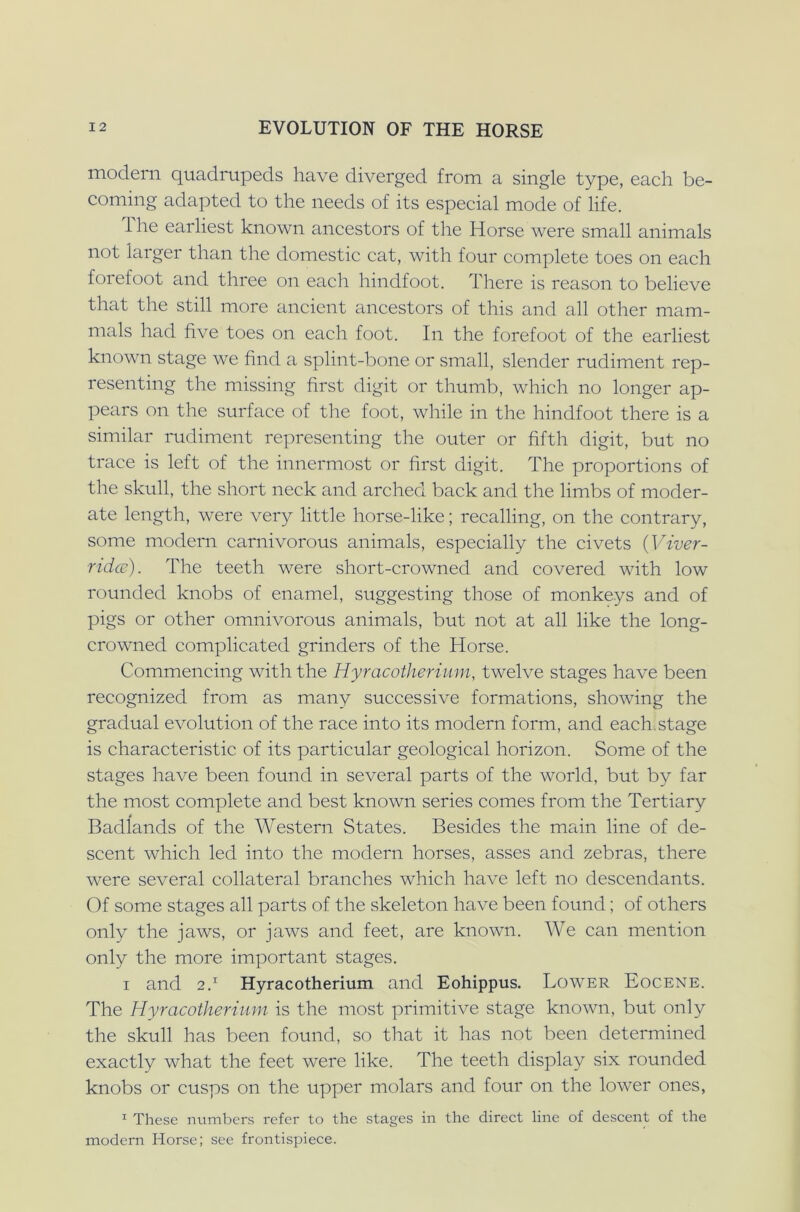 modern quadrupeds have diverged from a single type, each be- coming adapted to the needs of its especial mode of life. the earliest known ancestors of the Horse were small animals not larger than the domestic cat, with four complete toes on each forefoot and three on each hindfoot. There is reason to believe that the still more ancient ancestors of this and all other mam- mals had five toes on each foot. In the forefoot of the earliest known stage we find a splint-bone or small, slender rudiment rep- resenting the missing first digit or thumb, which no longer ap- pears on the surface of the foot, while in the hindfoot there is a similar rudiment representing the outer or fifth digit, but no trace is left of the innermost or first digit. The proportions of the skull, the short neck and arched back and the limbs of moder- ate length, were very little horse-like; recalling, on the contrary, some modern carnivorous animals, especially the civets (Viver- ridce). The teeth were short-crowned and covered with low rounded knobs of enamel, suggesting those of monkeys and of pigs or other omnivorous animals, but not at all like the long- crowned complicated grinders of the Horse. Commencing with the Hyracotherium, twelve stages have been recognized from as many successive formations, showing the gradual evolution of the race into its modem form, and each.stage is characteristic of its particular geological horizon. Some of the stages have been found in several parts of the world, but by far the most complete and best known series comes from the Tertiary Badlands of the Western States. Besides the main line of de- scent which led into the modern horses, asses and zebras, there were several collateral branches which have left no descendants. Of some stages all parts of the skeleton have been found; of others only the jaws, or jaws and feet, are known. We can mention only the more important stages. i and 2.1 Hyracotherium and Eohippus. Lower Eocene. The Hyracotherium is the most primitive stage known, but only the skull has been found, so that it has not been determined exactly what the feet were like. The teeth display six rounded knobs or cusps on the upper molars and four on the lower ones, 1 These numbers refer to the stages in the direct line of descent of the modern Horse; see frontispiece.