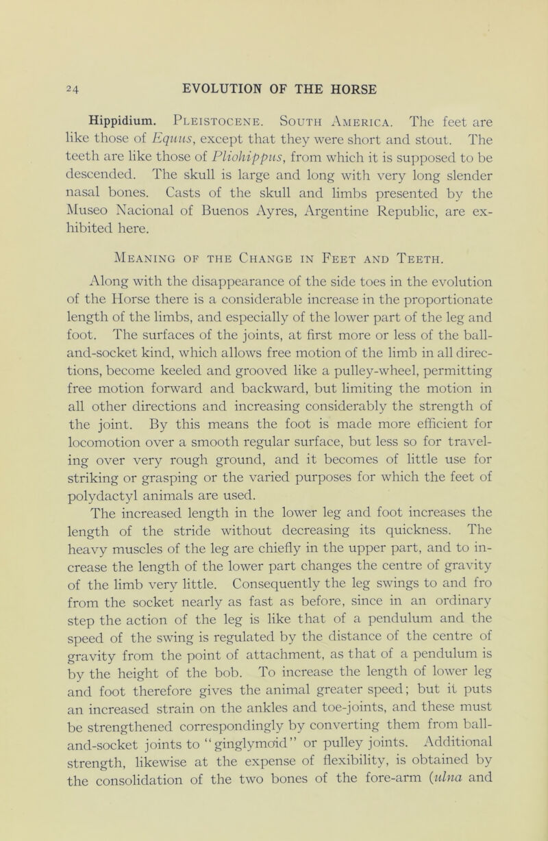 Hippidium. Pleistocene. South America. The feet are like those of Eqmis, except that they were short and stout. The teeth are like those of Pliohippus, from which it is supposed to be descended. The skull is large and long with very long slender nasal bones. Casts of the skull and limbs presented by the Museo Nacional of Buenos Ayres, Argentine Republic, are ex- hibited here. Meaning of the Change in Feet and Teeth. Along with the disappearance of the side toes in the evolution of the Horse there is a considerable increase in the proportionate length of the limbs, and especially of the lower part of the leg and foot. The surfaces of the joints, at first more or less of the ball- and-socket kind, which allows free motion of the limb in all direc- tions, become keeled and grooved like a pulley-wheel, permitting free motion forward and backward, but limiting the motion in all other directions and increasing considerably the strength of the joint. By this means the foot is made more efficient for locomotion over a smooth regular surface, but less so for travel- ing over very rough ground, and it becomes of little use for striking or grasping or the varied purposes for which the feet of polydactyl animals are used. The increased length in the lower leg and foot increases the length of the stride without decreasing its quickness. The heavy muscles of the leg are chiefly in the upper part, and to in- crease the length of the lower part changes the centre of gravity of the limb very little. Consequently the leg swings to and fro from the socket nearly as fast as before, since in an ordinary step the action of the leg is like that of a pendulum and the speed of the swing is regulated by the distance of the centre of gravity from the point of attachment, as that of a pendulum is by the height of the bob. To increase the length of lower leg and foot therefore gives the animal greater speed; but it puts an increased strain on the ankles and toe-joints, and these must be strengthened correspondingly by converting them from ball- and-socket joints to “ginglymcrid” or pulley joints. Additional strength, likewise at the expense of flexibility, is obtained by the consolidation of the two bones of the fore-arm (ulna and