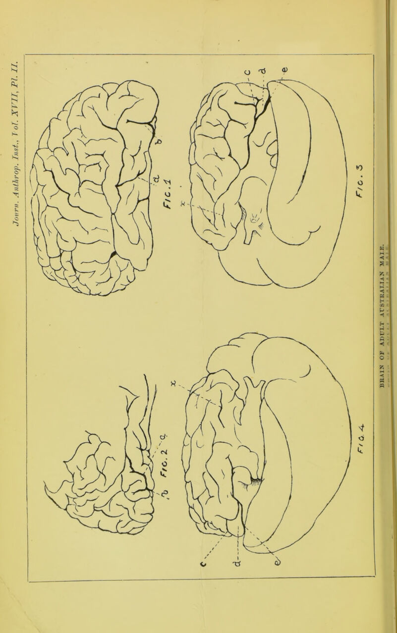 Jcwrv. Anthrop. Tnst., T ol. XT'II, PI. II. 'l! BRAIN OF ADULT ArSTEAI.IAN MATE.