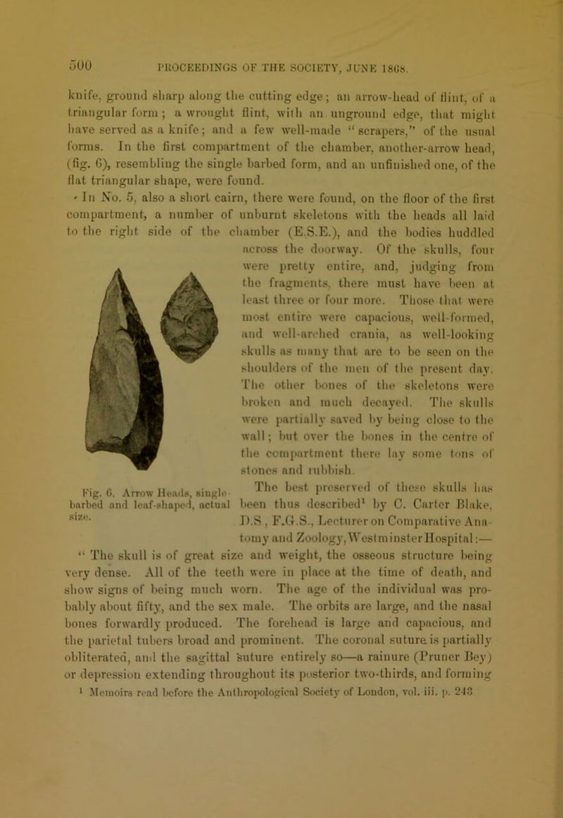knife, ground sharp along tlie cutting edge; nn nrrow-head of Hint, of u triangular form ; a wrought flint, with an ungronnd edge, tliat might liave served as a knife; and a few well-made “scrapers,” of the usual forms. In the first compartment of the chamber, anotlier-arrow head, (fig. G), resembling the single barbed form, and an unfinished one, of the flat triangular shape, were found. ' In No. 5, also a short cairn, there were found, on the floor of the first compartment, a number of unburnt skeletons with the heads all laid to the right side of the chamber (E.S.E.), and the bodies huddled across the doorway. Of the skulls, four were pretty entire, and, judging from the fragments, there must have been at least three or four more. Those that were most entire were capacious, well-fonned, and well-andied crania, as well-looking skulls as many that are to be seen on the shoulders of the men of the present day. The other bones of the skeletons were broken and much decayed. The skulls were jiartially saved by being close to the wall; hut over the hones in the centre of the compartment there lay some tons of stones and ruhhish. The best [iroserved of these skulls has been thus described* by C. Carter Blake, D.S , F.G.S., Lecturer on Comparative Ana- tomy and Zoolog}’, Westminster Hospital;— “ Tho skull is of groat size and weight, the osseous structure being very dense. All of the teeth were in place at the time of death, and show signs of being much worn. The age of the individual was pro- bably about fift}!, and the se.x male. The orbits are large, and the nasal bones forwardly produced. The forehead is large and capacious, and the parietal tubers liroad and j)rominent. The coronal suture is partially obliterated, ami the sagittal suture entirely so—a rainure (Bruner Bey) or depression extending throughout its posterior two-thirds, and forming ' Memoirs read before tlie Antlirojx)loKical Society of London, vol. iii. p. 21 Fig. Ci. Arrow Heads, single- barbed anil leaf-shaped, actual size.