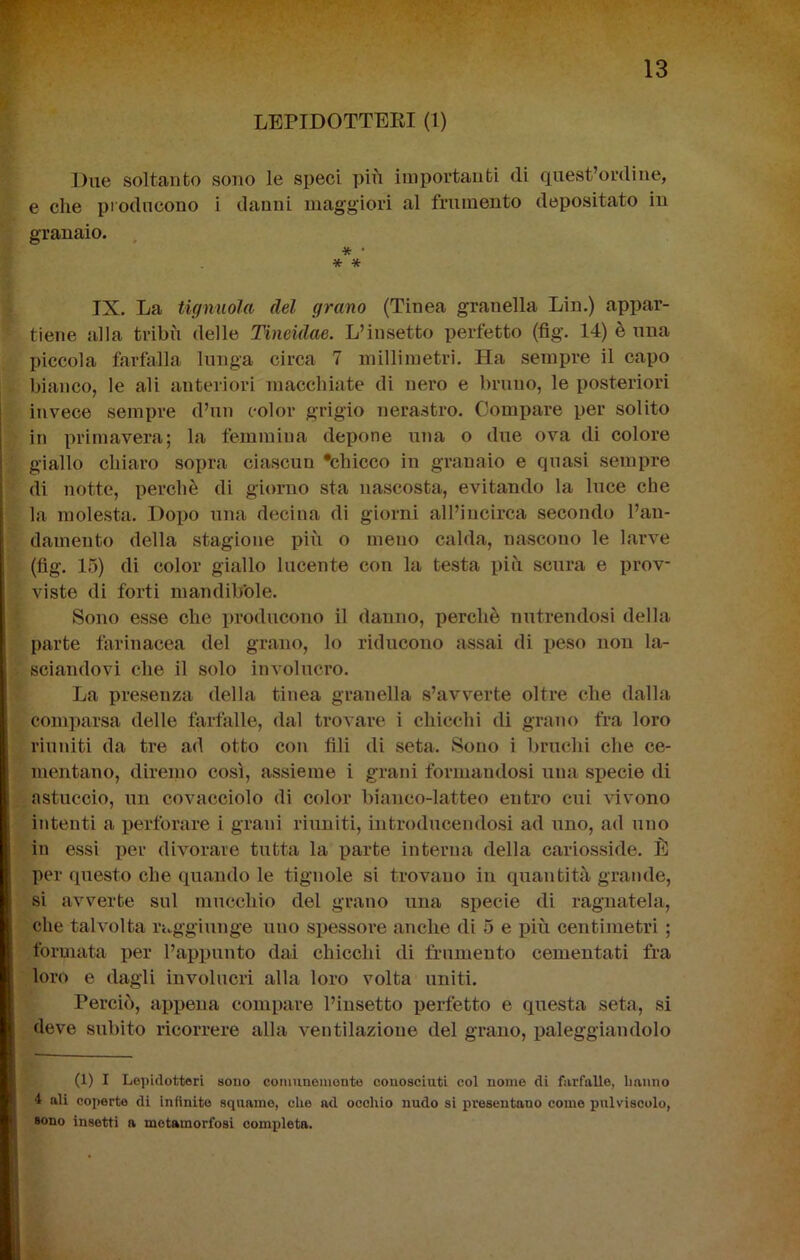 LBPIDOTTEEI (1) Due soltanto sono le speci piu importanti di quest’ordine, e che producono i danni maggiori al frumento depositato in granaio. * • ^ * IX. La tignuola del grano (Tinca granella Lin.) appar- tiene alla tribù delle Tincidae. L’insetto perfetto (fìg. 14) è una piccola farfalla lunga circa 7 millimetri. Ha sempre il capo bianco, le ali anteriori ìiiaccbiate di nero e bruno, le posteriori invece sempre d’un color grigio nerastro. Compare per solito in primavera; la femmina depone una o due ova di colore giallo chiaro sopra ciascun ‘chicco in granaio e quasi sempre di notte, perchè di giorno sta nascosta, evitando la luce che la molesta. Dopo una decina di giorni all’incirca secondo l’an- damento della stagione più o meno calda, nascono le larve (fig. 15) di color giallo lucente con la testa più scura e prov- viste di forti mandib’ole. Sono esse che i)roducouo il danno, perchè nutrendosi della parte farinacea del grano, lo riducono assai di ijeso non la- sciandovi che il solo involucro. La presenza della tinea granella s’avverte oltre che dalla comparsa delle farfalle, dal trovare i chicchi di grano fra loro riuidti da tre ad otto con fili di seta. Sono i bruchi die ce- mentano, diremo così, assieme i grani formandosi una specie di astuccio, un covacciolo di color bianco-latteo entro cui vivono intenti a perforare i grani riuniti, introducendosi ad uno, ad uno in essi per divorare tutta la parte interna della cariosside. È per questo che quando le tignole si trovano in quantità grande, si avverte sul mucchio del grano una specie di ragnatela, che talvolta raggiunge uno spessore anche di 5 e più centimetri ; formata per l’appunto dai chicchi di frumento cementati fra loro e dagli involucri alla loro volta uniti. Perciò, appena compare l’insetto perfetto e questa seta, si ^ deve subito ricorrere alla ventilazione del grano, paleggiandolo 5?--. (1) I Lepidotteri sono comuiiouionte couoaciuti col nome di fiirfnlle, Imnno 4 ali coperto di infinito squamo, che ad occhio nudo si presentano come pulviscolo, sono insetti a metamorfosi completa.