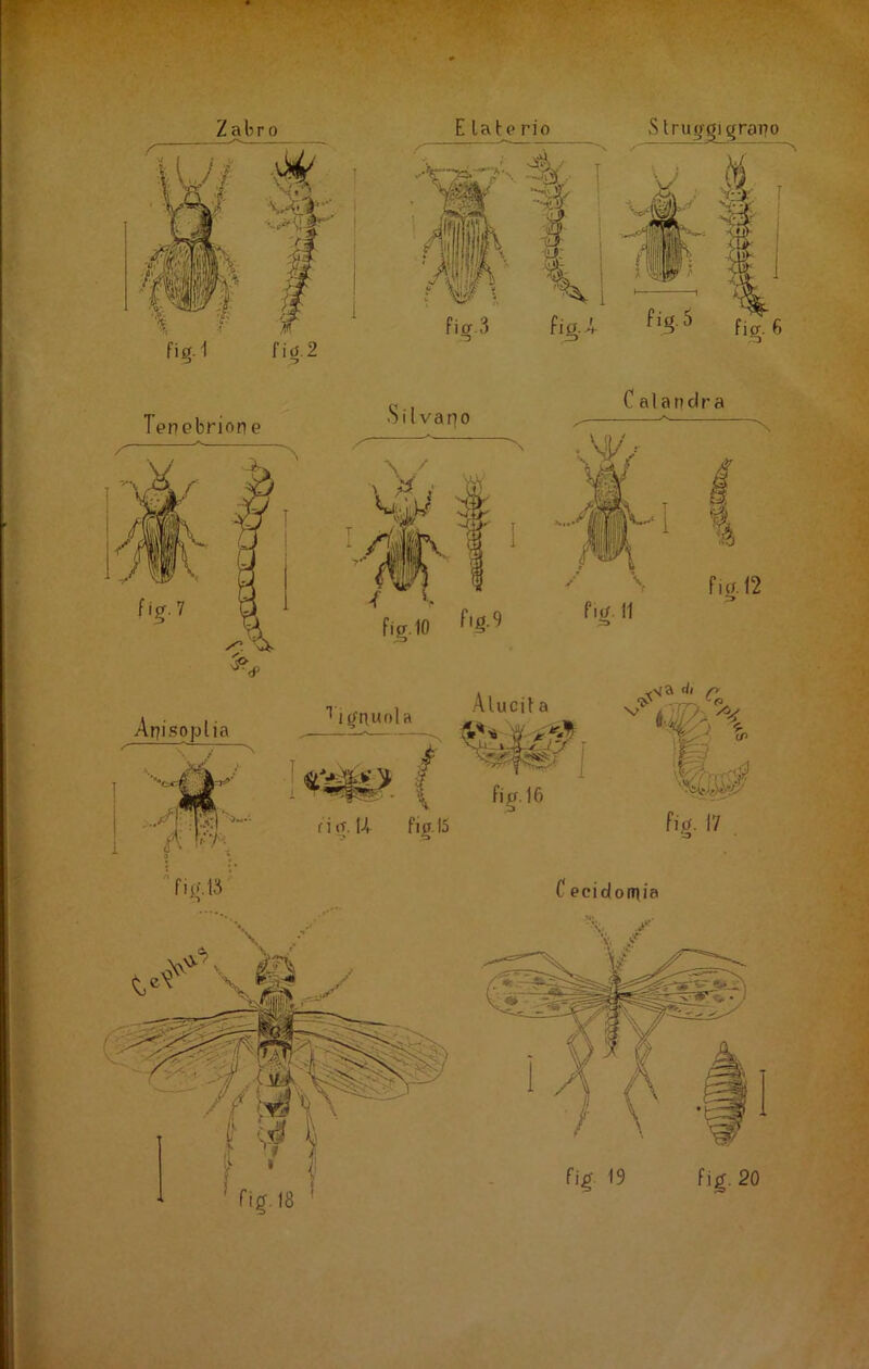 Z abr 0 'Struggi graT?o Agisoplia l/Vi r i g li fig.l5 filJ. 17 C ecidornia tó / fig. 18 fig, 20 É ' i*