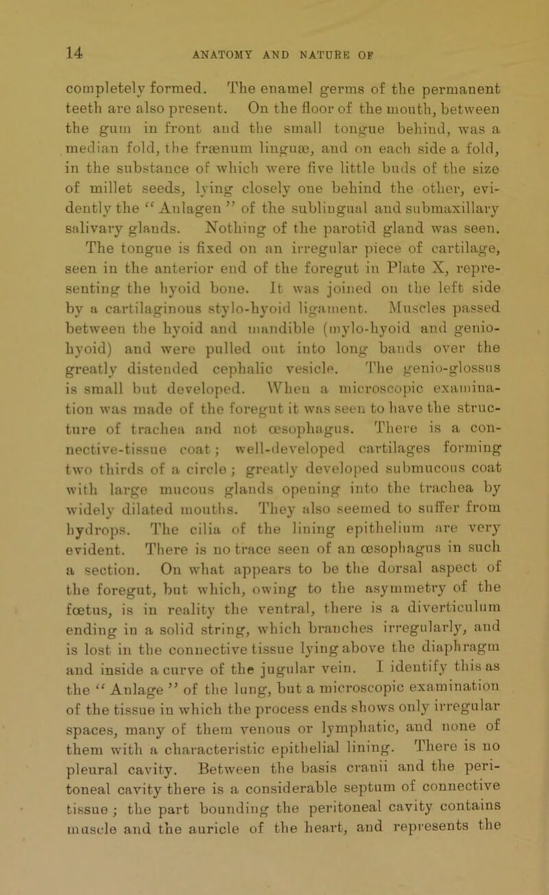 completely formed. The enamel germs of the permanent teeth are also present. On the floor of the mouth, between the gum in front and the small tongue behind, was a median fold, the frasnmn linguae, and on each side a fold, in the substance of which wrere five little buds of the size of millet seeds, lying closely one behind the other, evi- dently the “ Anlagen ” of the subliugual and submaxillary salivary glands. Nothing of the parotid gland was seen. The tongue is fixed on an irregular piece of cartilage, seen iu the anterior end of the foregut in Plate X, repre- senting the hyoid bone. It was joined on the left side by a cartilaginous stylo-hyoid ligament. Muscles passed between the hyoid and mandible (mjdo-liyoid and genio- hyoid) and were pulled out into long bauds over the greatly distended cephalic vesicle. The genio-glossus is small hut developed. When a microscopic examina- tion was made of the foregut it was seen to have the struc- ture of trachea and not oesophagus. There is a con- nective-tissue coat; well-developed cartilages forming two thirds of a circle; greatly developed submucous coat with large mucous glands opening into the trachea by widely dilated mouths. They also seemed to suffer from hydrops. The cilia of the lining epithelium are very evident. There is no trace seen of an oesophagus in such a section. On what appears to be the dorsal aspect of the foregut, but which, owing to the asymmetry of the foetus, is in reality the ventral, there is a diverticulum ending in a solid string, which branches irregularly, and is lost in the connective tissue lying above the diaphragm and inside a curve of the jugular vein. I identify this as the “ Anlage ” of the lung, but a microscopic examination of the tissue iu which the process ends shows only irregular spaces, many of them venous or lymphatic, and none of them with a characteristic epithelial lining. There is no pleural cavity. Between the basis cranii and the peri- toneal cavity there is a considerable septum of connective tissue ; the part bounding the peritoneal cavity contains muscle and the auricle of the heart, and represents the