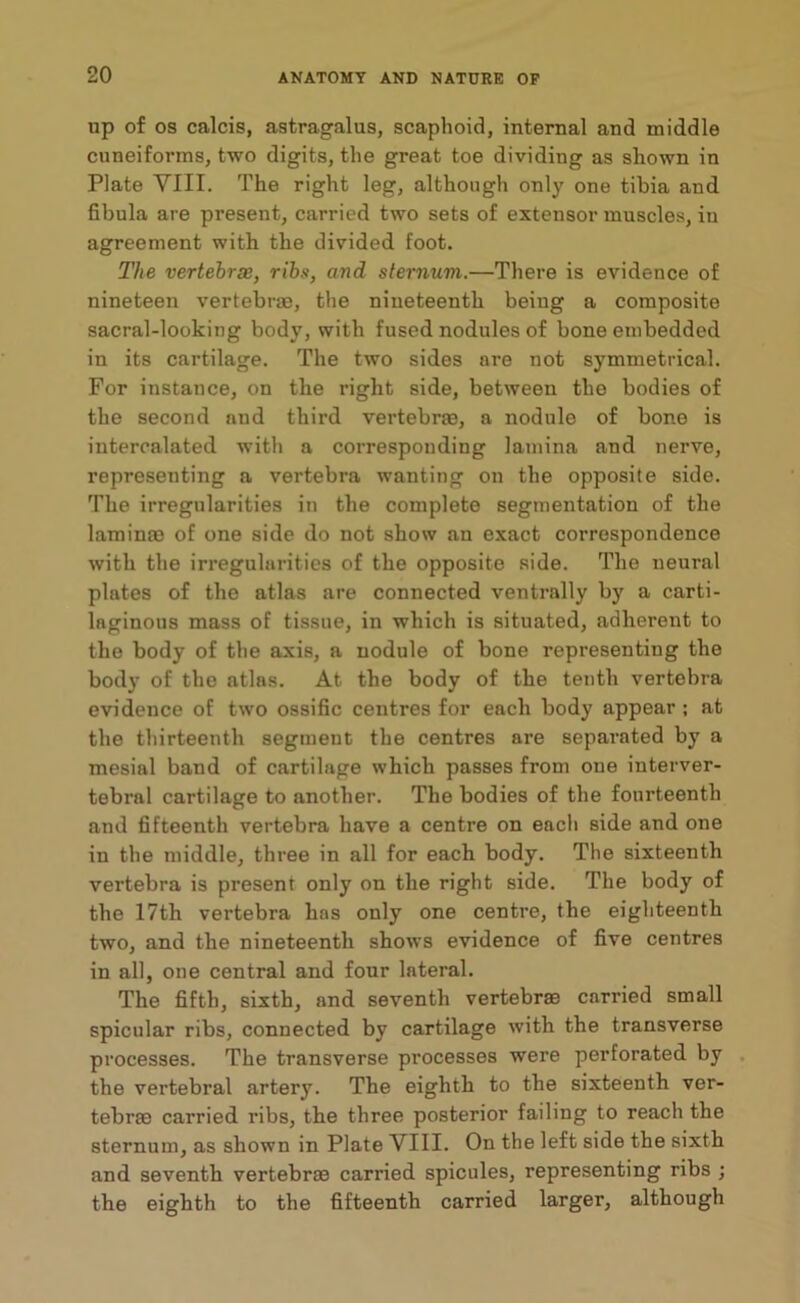 up of os calcis, astragalus, scaphoid, internal and middle cuneiforms, two digits, the great toe dividing as shown in Plate VIII. The right leg, although only one tibia and fibula are present, carried two sets of extensor muscles, in agreement with the divided foot. The vertebrae, ribs, and sternum.—There is evidence of nineteen vertebrae, the nineteenth being a composite sacral-looking body, with fused nodules of bone embedded in its cartilage. The two sides are not symmetrical. For instance, on the right side, between the bodies of the second and third vertebne, a nodule of bone is intercalated with a corresponding lamina and nerve, representing a vertebra wanting on the opposite side. The irregularities in the complete segmentation of the laminae of one side do not show an exact correspondence with the irregularities of the opposite side. The neural plates of the atlas are connected ventrally by a carti- laginous mass of tissue, in which is situated, adherent to the body of the axis, a nodule of bone representing the body of the atlas. At the body of the tenth vertebra evidence of two ossific centres for each body appear ; at the thirteenth segment the centres are separated by a mesial band of cartilage which passes from one interver- tebral cartilage to another. The bodies of the fourteenth and fifteenth vertebra have a centre on each side and one in the middle, three in all for each body. The sixteenth vertebra is present only on the right side. The body of the 17th vertebra has only one centre, the eighteenth two, and the nineteenth shows evidence of five centres in all, one central and four lateral. The fifth, sixth, and seventh vertebrae carried small spicular ribs, connected by cartilage with the transverse processes. The transverse processes were perforated by the vertebral artery. The eighth to the sixteenth ver- tebrae carried ribs, the three posterior failing to reach the sternum, as shown in Plate VIII. On the left side the sixth and seventh vertebrae carried spicules, representing ribs ; the eighth to the fifteenth carried larger, although