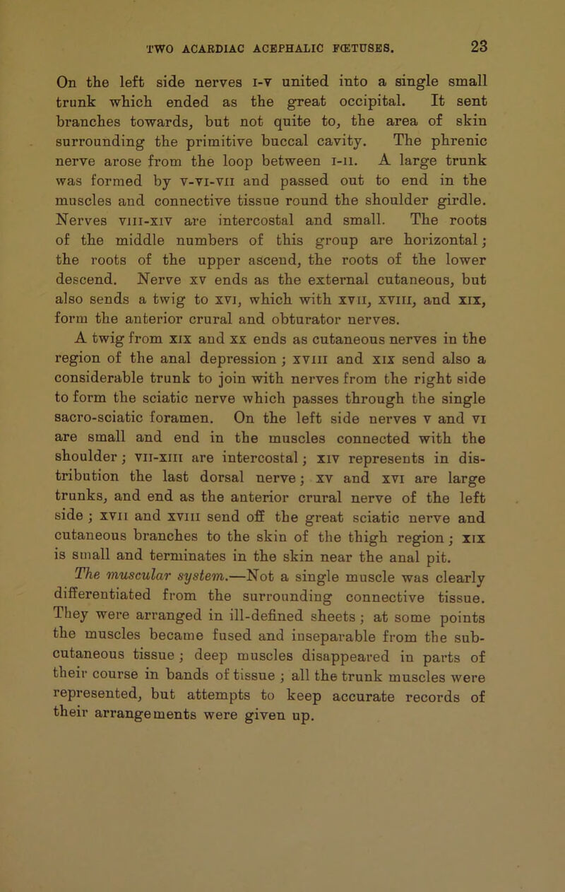 On the left side nerves i-v united into a single small trunk which ended as the great occipital. It sent branches towards, but not quite to, the area of skin surrounding the primitive buccal cavity. The phrenic nerve arose from the loop between 1-11. A large trunk was formed by v-vi-vii and passed out to end in the muscles and connective tissue round the shoulder girdle. Nerves viii-xiv are intercostal and small. The roots of the middle numbers of this group are horizontal ; the roots of the upper ascend, the roots of the lower descend. Nerve xv ends as the external cutaneous, but also sends a twig to xvj, which with xvii, xvin, and xix, form the anterior crural and obturator nerves. A twig from xix and xx ends as cutaneous nerves in the region of the anal depression ; xvm and xix send also a considerable trunk to join with nerves from the right side to form the sciatic nerve which passes through the single sacro-sciatic foramen. On the left side nerves v and vi are small and end in the muscles connected with the shoulder; vii-xm are intercostal; xiv represents in dis- tribution the last dorsal nerve; xv and xvi are large trunks, and end as the anterior crural nerve of the left side; xvii and xvm send off the great sciatic nerve and cutaneous branches to the skin of the thigh region; xix is small and terminates in the skin near the anal pit. The muscular system.—Not a single muscle was clearly differentiated from the surrounding connective tissue. They were arranged in ill-defined sheets ; at some points the muscles became fused and inseparable from the sub- cutaneous tissue; deep muscles disappeared in parts of their course in bands of tissue ; all the trunk muscles were represented, but attempts to keep accurate records of their arrangements were given up.