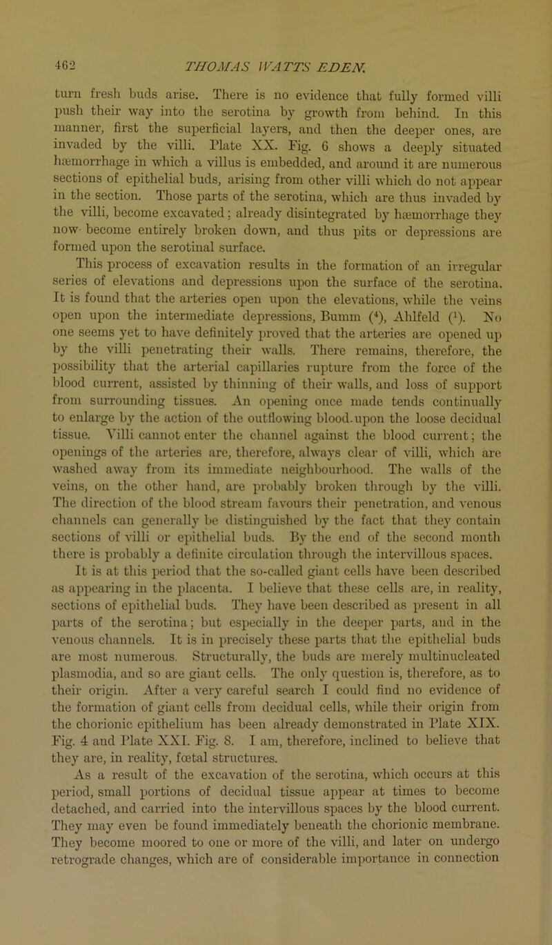 turn fresh buds arise. There is no evidence that fully formed villi push their way into the serotina by growth from behind. In this manner, first the superficial layers, and then the deeper ones, are invaded by the villi. Plate XX. Fig. G shows a deeply situated hamiorrhage in which a villus is embedded, and around it are numerous sections of epithelial buds, arising from other villi which do not appear in the section. Those parts of the serotina, which are thus invaded by the villi, become excavated; already disintegrated by hamiorrhage they now become entirely broken down, and thus pits or depressions are formed upon the serotinal surface. This process of excavation results in the formation of an irregular series of elevations and depressions upon the surface of the serotina. It is found that the arteries open upon the elevations, while the veins open upon the intermediate depressions, Bumm (4), Ahlfeld (x). No one seems yet to have definitely proved that the arteries are opened up by the villi penetrating their walls. There remains, therefore, the possibility that the arterial capillaries rupture from the force of the blood current, assisted by thinning of their walls, and loss of support from surrounding tissues. An opening once made tends continually to enlarge by the action of the outflowing blood, upon the loose decidual tissue. Villi cannot enter the channel against the blood current; the openings of the arteries are, therefore, always clear of villi, which are washed away from its immediate neighbourhood. The walls of the veins, on the other hand, are probably broken through by the villi. The direction of the blood stream favours their penetration, and venous channels can generally be distinguished by the fact that they contain sections of villi or epithelial buds. By the end of the second month there is probably a definite circulation through the intervillous spaces. It is at this period that the so-called giant cells have been described as appearing in the placenta. I believe that these cells are, in reality, sections of epithelial buds. They have been described as present in all parts of the serotina; but especially in the deeper parts, and in the venous channels. It is in precisely these parts that the epithelial buds are most numerous. Structurally, the buds are merely niultinucleated plasmodia, and so are giant cells. The only question is, therefore, as to their origin. After a very careful search I could find no evidence of the formation of giant cells from decidual cells, while their origin from the chorionic epithelium has been already demonstrated in Hate XIX. Fig. 4 and Plate XXI. Fig. 8. I am, therefore, inclined to believe that they are, in reality, foetal structures. As a result of the excavation of the serotina, which occurs at this period, small portions of decidual tissue appear at times to become detached, and carried into the intervillous spaces by the blood current. They may even be found immediately beneath the chorionic membrane. They become moored to one or more of the villi, and later on undergo retrograde changes, which are of considerable importance in connection
