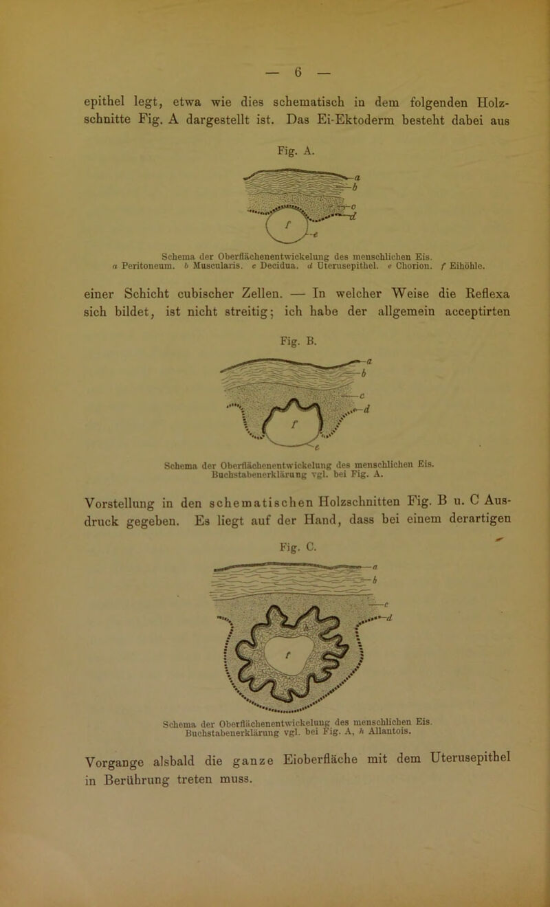 epithel legt, etwa wie dies schematisch in dem folgenden Holz- schnitte Fig. A dargestellt ist. Das Ei-Ektoderm besteht dabei aus Fig. A. Schema der Oberflächenentwickelung des menschlichen Eis. « Peritoneum, b Muscnlaris. e Decidua. d Dtenisepithel. e Chorion. f Eihöhlc. einer Schicht cubischer Zellen. — In welcher Weise die Reflexa sich bildet, ist nicht streitig; ich habe der allgemein acceptirten Fig. B. Schema der Oberflächenentwickelung des menschlichen Eis. Bucbstabenerklärung vgl. bei Fig. A. Vorstellung in den schematischen Holzschnitten Fig. B u. C Aus- druck gegeben. Es liegt auf der Hand, dass bei einem derartigen Fig. C. Schema der Oberflächenentwickelung des menschlichen Eis. Bnchstabenerklärung vgl. bei F ig. A, h Allantois. Vorgänge alsbald die ganze Eioberfläche mit dem Uterusepithel in Berührung treten muss.