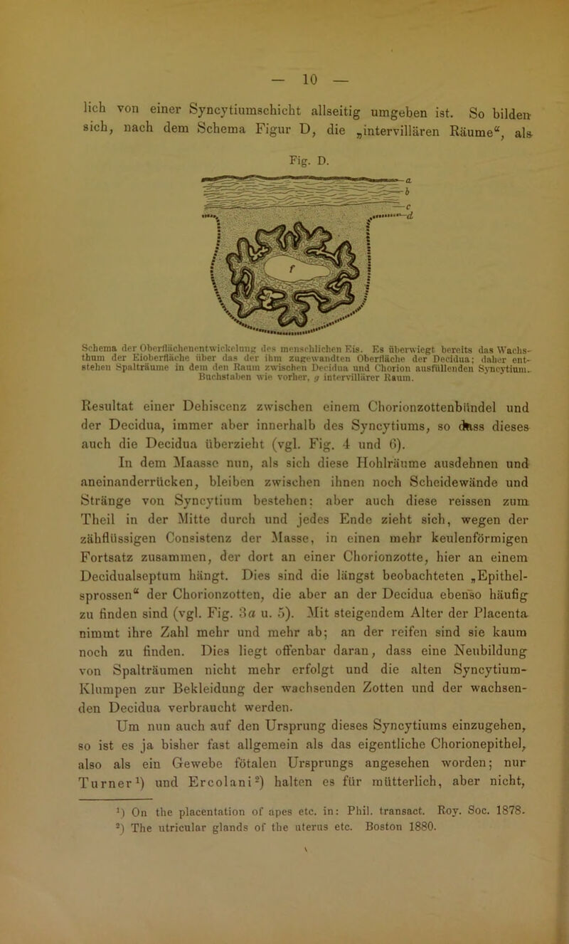 lieh von einer Syncytiumschicht allseitig umgeben ist. So bilden sich, nach dem Schema Figur D, die „intervillären Räume“, als Fig. D. Schema der OberfliichenontwickeluiiK des menschlichen Eis. Es ühenviegt bereits das Waclis- thum der Eioberfläche über das der ihm zugewandten Oberfläche der Decidua; daher ent- stellen Spalträume in dem den Raum zwischen Decidua und Chorion ausfiillenden Sj-ncytium.- Buchstaben wie vorher, g intervillärer Raum. Resultat einer Dehiscenz zwischen einem Chorionzottenbilndel und der Decidua, immer aber innerhalb des Syncytiums, so ckss dieses auch die Decidua überzieht (vgl. Fig. 4 und G). In dem Maassc nun, als sich diese Hohlränme ausdehnen und aneinanderrücken, bleiben zwischen ihnen noch Scheidewände und Stränge von Syncytium bestehen: aber auch diese reissen zum Theil in der Mitte durch und jedes Ende zieht sich, wegen der zähflüssigen Consistenz der Masse, in einen mehr keulenförmigen Fortsatz zusammen, der dort an einer Chorionzotte, hier an einem Decidualseptum hängt. Dies sind die längst beobachteten „Epithel- sprossen“ der Chorionzotten, die aber an der Decidua ebenso häufig^ zu finden sind (vgl. Fig. 3a u. 5). Mit steigendem Alter der Placenta nimmt ihre Zahl mehr und mehr ab; an der reifen sind sie kaum noch zu finden. Dies liegt offenbar daran, dass eine Neubildung von Spalträumen nicht mehr erfolgt und die alten Syncytium- Klumpen zur Bekleidung der wachsenden Zotten und der wachsen- den Decidua verbraucht werden. Um nun auch auf den Ursprung dieses Syncytiums einzugehen, so ist es ja bisher fast allgemein als das eigentliche Chorionepithel, also als ein Gewebe fötalen Ursprungs angesehen worden; nur Turner^) und Ercolani^) halten es für mütterlich, aber nicht, , - ' I M On the placentation of apes etc. in: Phi), transact. Roy. Soc. 1878- ii The utricular glands of the ateriis etc. Boston 1880. t f t V