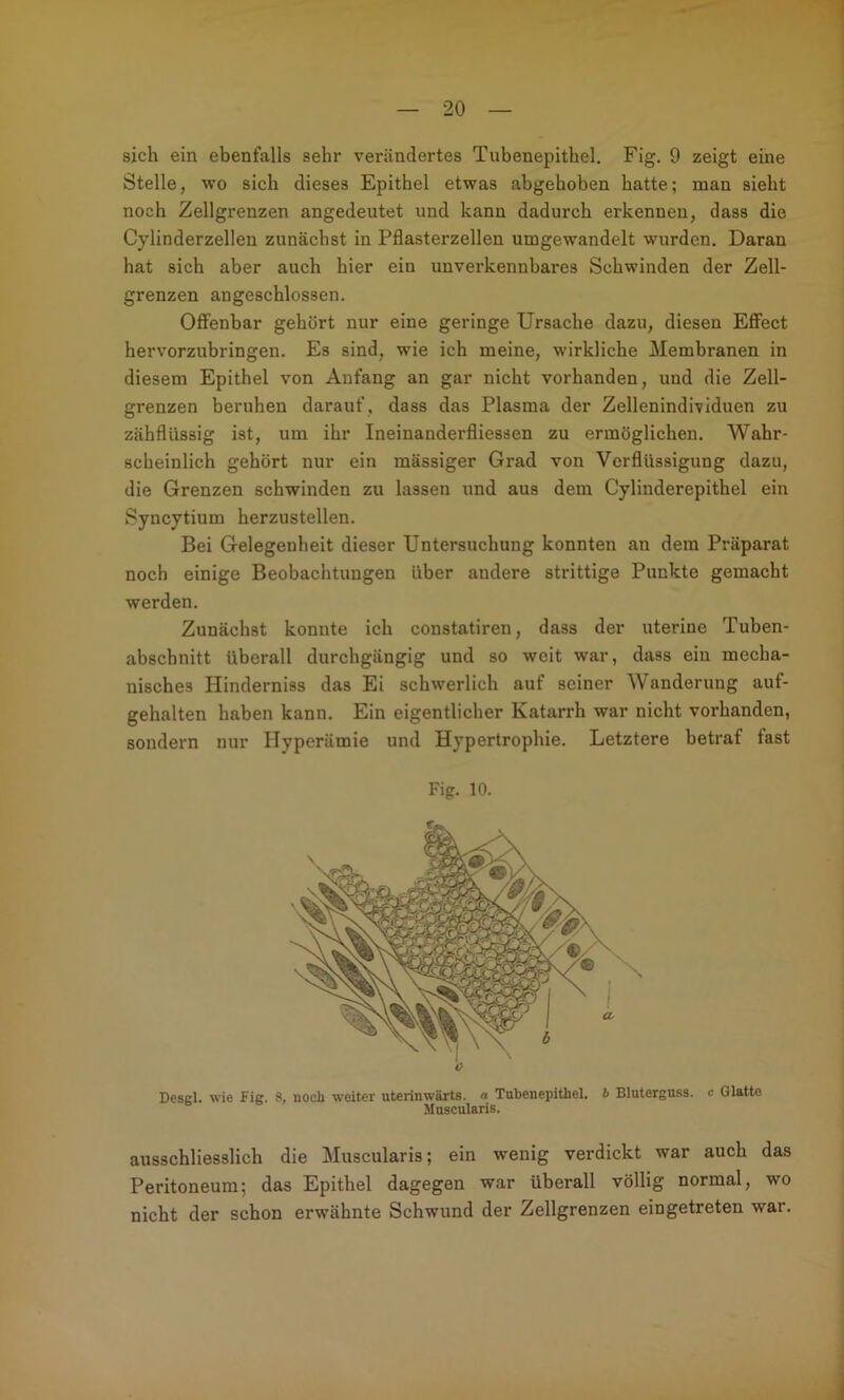 sich ein ebenfalls sehr verändertes Tubenepithel. Fig. 9 zeigt eine Stelle, wo sich dieses Epithel etwas abgehoben hatte; man sieht noch Zollgrenzen angedeutet und kann dadurch erkennen, dass die Cylinderzellen zunächst in Pflasterzellen umgewandelt wurden. Daran hat sich aber auch hier ein unverkennbares Schwinden der Zell- grenzen angeschlossen. Offenbar gehört nur eine geringe Ursache dazu, diesen Effect hervorzubringen. Es sind, wie ich meine, wirkliche Membranen in diesem Epithel von Anfang an gar nicht vorhanden, und die Zoll- grenzen beruhen darauf, dass das Plasma der Zellenindividuen zu zähflüssig ist, um ihr Ineinanderfliessen zu ermöglichen. Wahr- scheinlich gehört nur ein mässiger Grad von Verflüssigung dazu, die Grenzen schwinden zu lassen und aus dem Cylinderepithel ein Syncytium herzustellen. Bei Gelegenheit dieser Untersuchung konnten an dem Präparat noch einige Beobachtungen über andere strittige Punkte gemacht werden. Zunächst konnte ich constatiren, dass der uterine Tuben- abschnitt überall durchgängig und so weit war, dass ein mecha- nisches Hinderniss das Ei schwerlich auf seiner Wanderung auf- gehalten haben kann. Ein eigentlicher Katarrh war nicht vorhanden, sondern nur Hyperämie und Hypertrophie. Letztere betraf fast Desgl. wie Fig. 8, noch weiter uterinwärts. « Tubenepithel, b Bluterguss, e Glatte Muscularis. ausschliesslich die Muscularis; ein wenig verdickt war auch das Peritoneum; das Epithel dagegen war überall völlig normal, wo nicht der schon erwähnte Schwund der Zellgrenzen eingetreten war. Fig. 10.