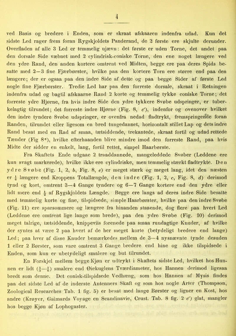 ved Basis og bredere i Enden, som er skraat afskaaren indenfra udad. Kun det sidste Led rager frem foran Rygskjoldets Panderand, de 2 første ere skjulte derunder. Overfladen af alle 3 Led er temmelig ujævn : det første er uden Torne, det andet paa den dorsale Side væbnet med 2 cylindrisk-coniske Torne, den ene noget længere ved den ydre Rand, den anden kortere omtrent ved Midten, begge ere paa deres Spids be- satte med 2—3 fine Fjærbørster, hvilke paa den kortere Torn ere større end paa den længere; der er ogsaa paa den indre Side af dette og paa begge Sider af første Led nogle fine Fjærbørster. Tredie Led har paa den forreste dorsale, skraat i Retningen indenfra udad og bagtil afskaarne Rand 2 korte og temmelig tykke coniske Torne; det forreste ydre Hjørne, fra hvis indre Side den ydre tykkere Svøbe udspringer, er tuber- kelagtig tilrundet; det forreste indre Hjørne (Fig. 8, c'), indenfor og ovenover hvilket den indre tyndere Svøbe udspringer, er ovenfra nedad fladtrykt, fremspringeride foran Randen, tilrundet eller ligesom en bred tungedannet, horizontalt stillet Lap og dets indre Rand besat med en Rad af smaa, tætsiddende, trekantede, skraat fortil og udad rettede Tænder (Fig 8*), hvilke efterhaanden blive mindre imod den forreste Rand, paa hvis Midte der sidder en enkelt, lang, fortil rettet, simpel Haarbørste. Fra Skaftets Ende udgaae 2 traaddannede, mangeleddede Svøber (Leddene ere kun svagt markerede), hvilke ikke ere cylindriske, men temmelig stærkt fladtrykte. Den ydre Svøbe (Fig. 1, 2, 6, Fig. 8, e) er meget stærk og meget lang, idet den næsten er \ længere end Kroppens Totallængde, den indre (Fig. 1, 2, c, Fig. 8, d) derimod tynd og kort, omtrent 3—4 Gange tyndere og 6—7 Gange kortere end den ydre eller lidt mere end £ af Rygskjoldets Længde. Begge ere langs ad deres indre Side besatte med temmelig korte og fine, tilspidsede, simple Haarbørster, hvilke paa den indre Svøbe (Fig. 11) ere sparsommere og længere fra hinanden staaende, dog flere paa hvert Led (Leddene ere omtrent lige lange som brede), paa den ydre Svøbe (Fig. 10) derimod meget talrige, tætsiddende, knippeviis forenede paa smaa rundagtige Knuder, af hvilke der syntes at være 2 paa hvert af de her meget korte (betydeligt bredere end lange) Led; paa hver af disse Knuder bemærkedes mellem de 3—4 nysnævnte tynde desuden 1 eller 2 Børster, som vare omtrent 3 Gange bredere end hine og ikke tilspidsede i Enden, som kun er ubetydeligt smalere og but tilrundet. En Forskjel mellem begge Kjøn er udtrykt i Skaftets sidste Led, hvilket hos Hun- nen er lidt (}—smalere end Øiekuglens Tværdiameter, hos Hannen derimod ligesaa bredt som denne. Det conisk-tilspidsede Vedhæng, som hos Hannen af Mysis findes paa det sidste Led af de inderste Antenners Skaft og som hos nogle Arter (Thompson, Zoological Researches Tab. 1 fig. 5) er besat med lange Børster og ligner en Kost, hos andre (Krøyer, Gaimards Voyage en Scandinavie, Crust. Tab. 8 fig. 2 c') glat, mangler hos begge Kjøn af Lophogaster.