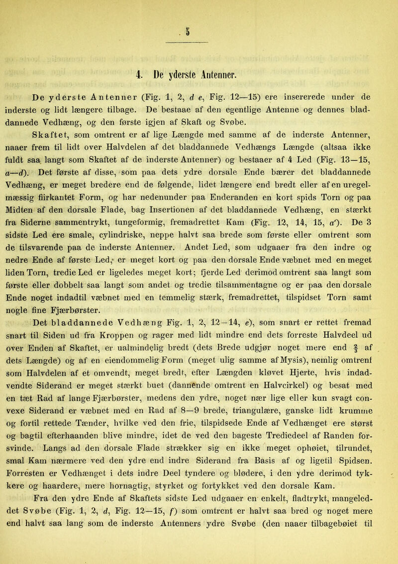 De yderste Antenner (Fig. 1, 2, d e, Fig. 12—15) ere insererede under de inderste og lidt længere tilbage. De bestaae af den egentlige Antenne og dennes blad- dannede Vedhæng, og den første igjen af Skaft og Svøbe. Skaftet, som omtrent er af lige Længde med samme af de inderste Antenner, naaer frem til lidt over Halvdelen af det bladdannede Vedhængs Længde (altsaa ikke fuldt saa langt som Skaftet af de inderste Antenner) og bestaaer af 4 Led (Fig. 13—15, a—d). Det første af disse, som paa dets ydre dorsale Ende bærer det bladdannede Vedhæng, er meget bredere end de følgende, lidet længere end bredt eller af en uregel- mæssig firkantet Form, og har nedenunder paa Enderanden en kort spids Torn og paa Midten af den dorsale Flade, bag Insertionen af det bladdannede Vedhæng, en stærkt fra Siderne sammentrykt, tungeformig, fremadrettet Kam (Fig. 12, 14, 15, a')- De 3 sidste Led ere smale, cylindriske, neppe halvt saa brede som første eller omtrent som de tilsvarende paa de inderste Antenner. Andet Led, som udgaaer fra den indre og nedre Ende af første Led, er meget kort og paa den dorsale Ende væbnet med en meget liden Torn, tredie Led er ligeledes meget kort; fjerde Led derimod omtrent saa langt som første eller dobbelt saa langt som andet og tredie tilsainmentagne og er paa den dorsale Ende noget indadtil væbnet med en temmelig stærk, fremadrettet, tilspidset Torn samt nogle fine Fjærbørster. Det bladdannede Vedhæng Fig. 1, 2, 12 — 14, e), som snart er rettet fremad snart til Siden ud fra Kroppen og rager med lidt mindre end dets forreste Halvdeel ud over Enden af Skaftet, er ualmindelig bredt (dets Brede udgjør noget mere end § af dets Længde) og af en eiendommelig Form (meget ulig samme af Mysis), nemlig omtrent som Halvdelen af et omvendt, meget bredt, efter Længden kløvet Hjerte, hvis indad- vendte Siderand er meget stærkt buet (dannende omtrent en Halvcirkel) og besat med en tæt Rad af lange Fjærbørster, medens den ydre, noget nær lige eller kun svagt con- vexe Siderand er væbnet med en Rad af 8—9 brede, triangulære, ganske lidt krumme og fortil rettede Tænder, hvilke ved den frie, tilspidsede Ende af Vedhænget ere størst og bagtil efterhaanden blive mindre, idet de ved den bageste Trediedeel af Randen for- svinde. Langs ad den dorsale Flade strækker sig en ikke meget ophøiet, tilrundet, smal Kam nærmere ved den ydre end indre Siderand fra Basis af og ligetil Spidsen. Forresten er Vedhænget i dets indre Deel tyndere og blødere, i den ydre derimod tyk- kere og haardere, mere hornagtig, styrket og fortykket ved den dorsale Kam. Fra den ydre Ende af Skaftets sidste Led udgaaer en enkelt, fladtrykt, mangeled- det Svøbe (Fig. 1, 2, d, Fig. 12—15, f) som omtrent er halvt saa bred og noget mere end halvt saa lang som de inderste Antenners ydre Svøbe (den naaer tilbagebøiet til