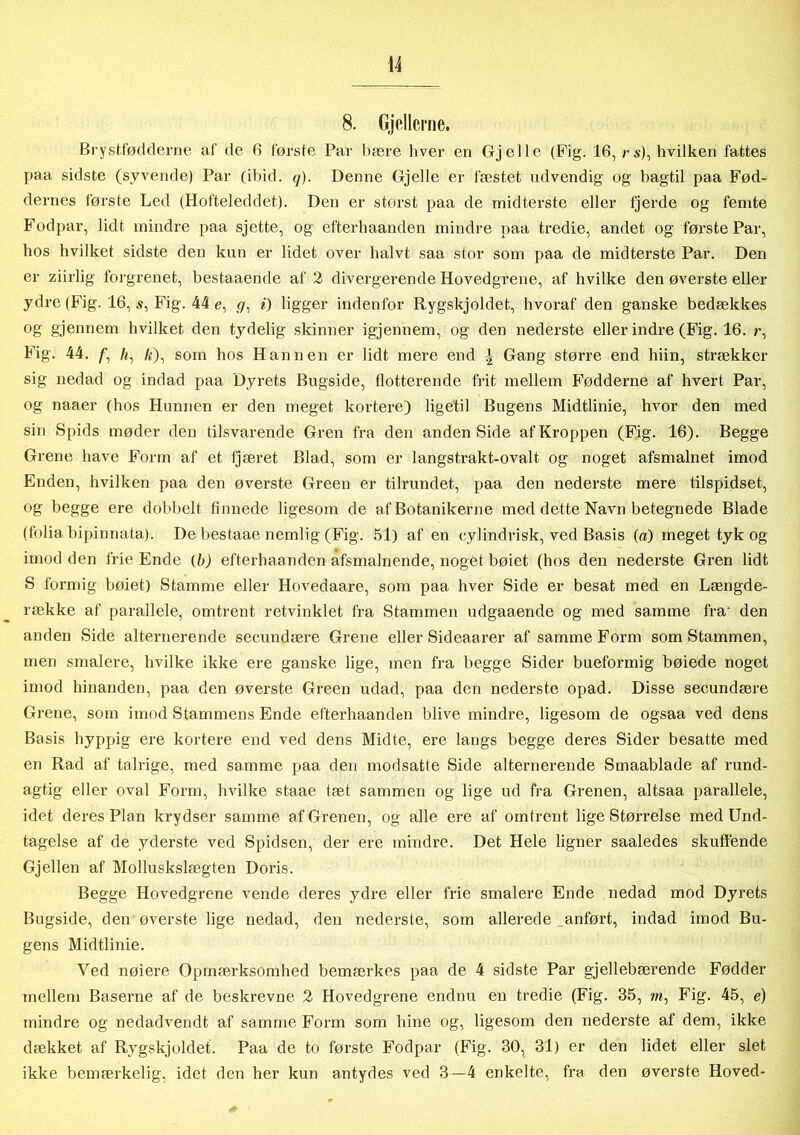 Brystfødderne af de 6 første Par bære hver en Gjelle (Fig. 16, rs), hvilken fattes paa sidste (syvende) Par (ibid. q). Denne Gjelle er fæstet udvendig og bagtil paa Fød- dernes første Led (Hofteleddet). Den er størst paa de midterste eller fjerde og femte Fodpar, lidt mindre paa sjette, og efter haanden mindre paa tredie, andet og første Par, hos hvilket sidste den kun er lidet over halvt saa stor som paa de midterste Par. Den er ziirlig forgrenet, bestaaende af 2 divergerende Hovedgrene, af hvilke den øverste eller ydre (Fig. 16, s, Fig. 44 e, <7, «) ligger indenfor Rygskjoldet, hvoraf den ganske bedækkes og gjennem hvilket den tydelig skinner igjennem, og den nederste eller indre (Fig. 16. r, Fig. 44. /*, /c), som hos Hannen er lidt mere end i Gang større end liiin, strækker sig nedad og indad paa Dyrets Bugside, flotterende frit mellem Fødderne af hvert Par, og naaer (hos Hunnen er den meget kortere) ligetil Bugens Midtlinie, hvor den med sin Spids møder den tilsvarende Gren fra den andenSide af Kroppen (Fig. 16). Begge Grene have Form af et fjæret Blad, som er langstrakt-ovalt og noget afsmalnet imod Enden, hvilken paa den øverste Green er tilrundet, paa den nederste mere tilspidset, og begge ere dobbelt finnede ligesom de af Botanikerne med dette Navn betegnede Blade (folia bipinnata). De bestaae nemlig (Fig. 51) af en cylindrisk, ved Basis («) meget tyk og imod den frie Ende {b) efterhaanden afsmalnende, nogét bøiet (hos den nederste Gren lidt S formig bøiet) Stamme eller Hovedaare, som paa hver Side er besat med en Længde- række af parallele, omtrent retvinklet fra Stammen udgaaende og med samme fra' den anden Side alternerende secundære Grene eller Sidcaarer af samme Form som Stammen, men smalere, hvilke ikke ere ganske lige, men fra begge Sider bueformig bøiede noget imod hinanden, paa den øverste Green udad, paa den nederste opad. Disse secundære Grene, som imod Stammens Ende efterhaanden blive mindre, ligesom de ogsaa ved dens Basis hyppig ere kortere end ved dens Midte, ere langs begge deres Sider besatte med en Rad af talrige, med samme paa den modsatte Side alternerende Smaablade af rund- agt.ig eller oval Form, hvilke staae læt sammen og lige ud fra Grenen, altsaa parallele, idet deres Plan krydser samme af Grenen, og alle ere af omtrent lige Størrelse med Und- tagelse af de yderste ved Spidsen, der ere mindre. Det Hele ligner saaledes skuffende Gjellen af Molluskslægten Doris. Begge Hovedgrene vende deres ydre eller frie smalere Ende nedad mod Dyrets Bugside, den øverste lige nedad, den nederste, som allerede anført, indad imod Bu- gens Midtlinie. Ved nøiere Opmærksomhed bemærkes paa de 4 sidste Par gjellebærende Fødder mellem Baserne af de beskrevne 2 Hovedgrene endnu en tredie (Fig. 35, m, Fig. 45, e) mindre og nedadvendt af samme Form som hine og, ligesom den nederste af dem, ikke dækket af Rygskjoldet. Paa de to første Fodpar (Fig. 30, 31) er den lidet eller slet ikke bemærkelig, idet den her kun antydes ved 3—4 enkelte, fra den øverste Hoved-