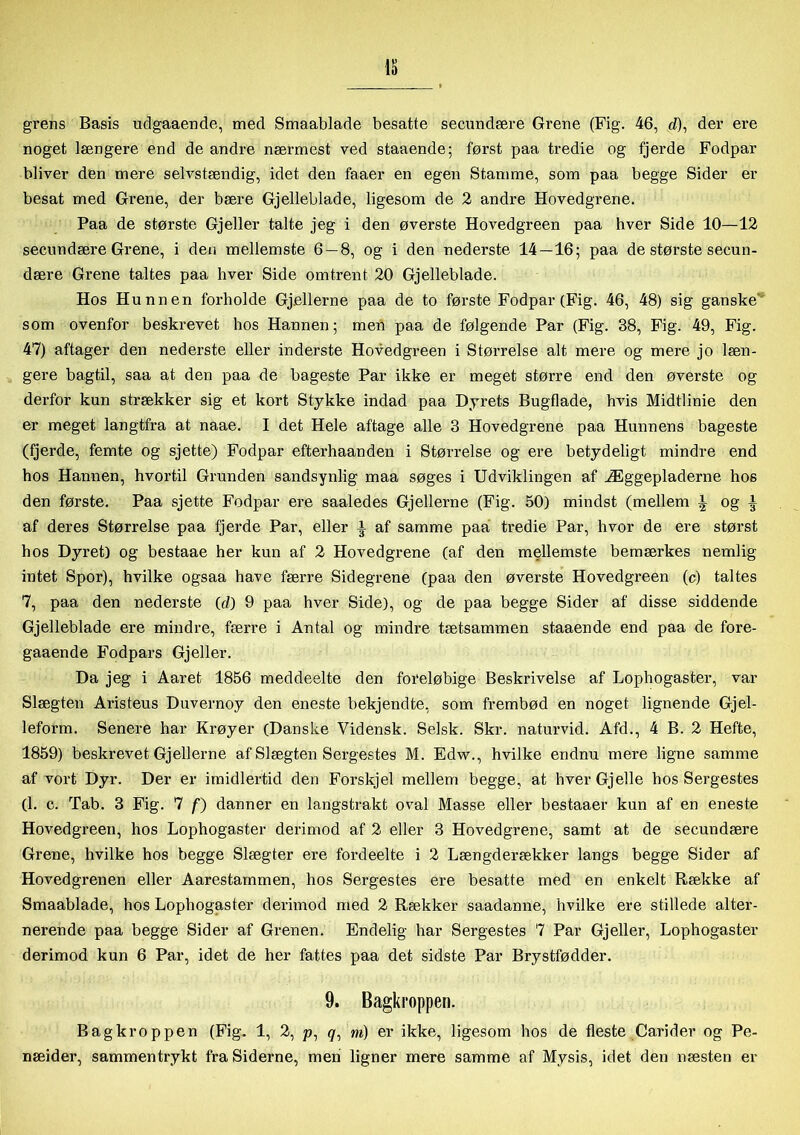 grens Basis udgaaende, med Smaablade besatte secundære Grene (Fig. 46, d), der ere noget længere end de andre nærmest ved staaende; først paa tredie og fjerde Fodpar bliver den mere selvstændig, idet den faaer en egen Stamme, som paa begge Sider er besat med Grene, der bære Gjelleblade, ligesom de 2 andre Hovedgrene. Paa de største Gjeller talte jeg i den øverste Hovedgreen paa hver Side 10—12 secundære Grene, i den mellemste 6 — 8, og i den nederste 14 — 16; paa de største secun- dære Grene taltes paa hver Side omtrent 20 Gjelleblade. Hos Hunnen forholde Gjellerne paa de to første Fodpar (Fig. 46, 48) sig ganske som ovenfor beskrevet hos Hannen; men paa de følgende Par (Fig. 38, Fig. 49, Fig. 47) aftager den nederste eller inderste Hovedgreen i Størrelse alt mere og mere jo læn- gere bagtil, saa at den paa de bageste Par ikke er meget større end den øverste og derfor kun strækker sig et kort Stykke indad paa Dyrets Bugflade, hvis Midtlinie den er meget langtfra at naae. I det Hele aftage alle 3 Hovedgrene paa Hunnens bageste (fjerde, femte og sjette) Fodpar efterhaanden i Størrelse og ere betydeligt mindre end hos Hannen, hvortil Grunden sandsynlig maa søges i Udviklingen af Æggepladerne hos den første. Paa sjette Fodpar ere saaledes Gjellerne (Fig. 50) mindst (mellem i og % af deres Størrelse paa fjerde Par, eller i af samme paa tiædie Par, hvor de ere størst hos Dyret) og bestaae her kun af 2 Hovedgrene (af den mellemste bemærkes nemlig intet Spor), hvilke ogsaa have færre Sidegrene (paa den øverste Hovedgreen (c) taltes 7, paa den nederste (d) 9 paa hver Side), og de paa begge Sider af disse siddende Gjelleblade ere mindre, færre i Antal og mindre tætsammen staaende end paa de fore- gaaende Fodpars Gjeller. Da jeg i Aaret 1856 meddeelte den foreløbige Beskrivelse af Lophogaster, var Slægten Aristeus Duvernoy den eneste bekjendte, som frembød en noget lignende Gjel- leform. Senere har Krøyer (Danske Vidensk. Selsk. Skr. naturvid. Afd., 4 B. 2 Hefte, 1859) beskrevet Gjellerne af Slægten Sergestes M. Edw., hvilke endnu mere ligne samme af vort Dyr. Der er imidlertid den Forskjel mellem begge, at hver Gjelle hos Sergestes (1. c. Tab. 3 Fig. 7 f) danner en langstrakt oval Masse eller bestaaer kun af en eneste Hovedgreen, hos Lophogaster derimod af 2 eller 3 Hovedgrene, samt at de secundære Grene, hvilke hos begge Slægter ere fordeelte i 2 Længderækker langs begge Sider af Hovedgrenen eller Aarestammen, hos Sergestes ere besatte med en enkelt Række af Smaablade, hos Lophogaster derimod med 2 Rækker saadanne, hvilke ere stillede alter- nerende paa begge Sider af Grenen. Endelig har Sergestes 7 Par Gjeller, Lophogaster derimod kun 6 Par, idet de her fattes paa det sidste Par Brystfødder. 9. Bagkroppen. Bagkroppen (Fig. 1, 2, p, <7, m) er ikke, ligesom hos de fleste Carider og Pe- næider, sammentrykt fra Siderne, men ligner mere samme af Mysis, idet den næsten er