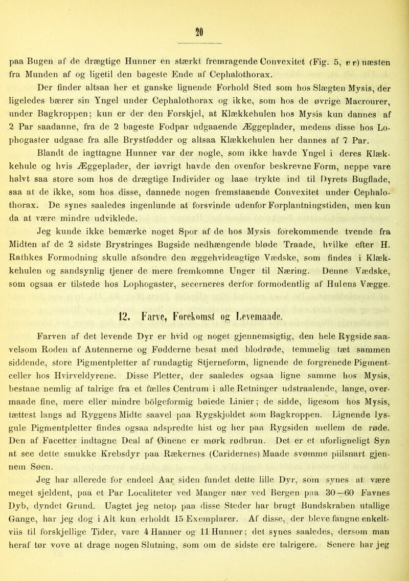 paa Bugen af de drægtige Hunner en stærkt fremragende Convexitet (Fig. 5, v t>) næsten fra Munden af og ligetil den bageste Ende af Cephalothorax. Der finder altsaa her et ganske lignende Forhold Sted som hos Slægten Mysis, der ligeledes bærer sin Yngel under Cephalothorax og ikke, som hos de øvrige Macrourer, under Bagkroppen; kun er der den Forskjel, at Klækkehulen hos Mysis kun dannes af 2 Par saadanne, fra de 2 bageste Fodpar udgaaende Æggeplader, medens disse hos Lo- phogaster udgaae fra alle Brystfødder og altsaa Klækkehulen her dannes af 7 Par. Blandt de iagttagne Hunner var der nogle, som ikke havde Yngel i deres Klæk- kehule og hvis Æggeplader, der iøvrigt havde den ovenfor beskrevne Form, neppe vare halvt saa store som hos de drægtige Individer og laae trykte ind til Dyrets Bugflade, saa at de ikke, som hos disse, dannede nogen fremstaaende Convexitet under Cephalo- thorax. De synes saaledes ingenlunde at forsvinde udenfor Forplantningstiden, men kun da at være mindre udviklede. Jeg kunde ikke bemærke noget Spor af de hos Mysis forekommende tvende fra Midten af de 2 sidste Brystringes Bugside nedhængende bløde Traade, hvilke efter H. Rathkes Formodning skulle afsondre den æggehvideagtige Vædske, som findes i Klæk- kehulen og sandsynlig tjener de mere fremkomne Unger til Næring. Denne Vædske, som ogsaa er tilstede hos Lophogaster, secerneres derfor formodentlig af Hulens Vægge. 12. Farve, Forekomst og Levemaade. Farven af det levende Dyr er hvid og noget gjennemsigtig, den hele Rygside saa- velsom Roden af Antennerne og Fødderne besat med blodrøde, temmelig tæt sammen siddende, store Pigmentpletter af rundagtig Stjerneform, lignende de forgrenede Pigment- celler hos Hvirveldyrene. Disse Pletter, der saaledes ogsaa ligne samme hos Mysis, bestaae nemlig af talrige fra et fælles Centrum i alle Retninger udstraalende, lange, over- maade fine, mere eller mindre bolgeformig bøiede Linier; de sidde, ligesom hos Mysis, tættest langs ad Ryggens Midte saavel paa Rygskjoldet som Bagkroppen. Lignende lys- gule Pigmentpletter findes ogsaa adspredte hist og her paa Rygsiden mellem de røde. Den af Facetter indtagne Deal af Øinene er mørk rødbrun. Det er et uforligneligt Syn at see dette smukke Krebsdyr paa Rækernes (Caridernes) Maade svømme piilsnart gjen- nem Søen. Jeg har allerede for endeel Aar siden fundet dette lille Dyr, som synes at være meget sjeldent, paa et Par Localiteter ved Manger nær ved Bergen paa 30—60 Favnes Dyb, dyndet Grund. Uagtet jeg netop paa disse Steder har brugt Bundskraben utallige Gange, har jeg dog i Alt kun erholdt 15 Exernplarer. Af disse, der bleve fangne enkelt- viis til forskjellige Tider, vare 4 Hanner og 11 Hunner; det synes saaledes, dersom man heraf tør vove at drage nogen Slutning, som om de sidste ere talrigere. Senere har jeg