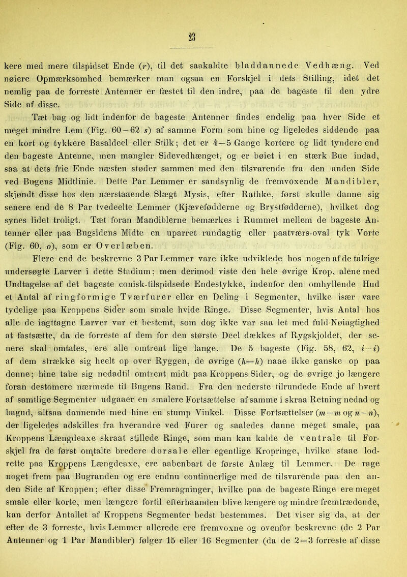 kere med mere tilspidset Ende (r), til det saakaldte bladdannede Vedhæng. Ved nøiere Opmærksomhed bemærker man ogsaa en Forskjel i dets Stilling, idet det nemlig paa de forreste Antenner er fæstet til den indre, paa de bageste til den ydre Side af disse. Tæt bag og lidt indenfor de bageste Antenner tindes endelig paa hver Side et meget mindre Lem (Fig. 60 — 62 s) af samme Form som hine og ligeledes siddende paa en kort og tykkere Basaldeel eller Stilk; det er 4 —5 Gange kortere og lidt tyndere end den bageste Antenne, men mangler Sidevedhænget, og er bøiet i en stærk Bue indad, saa at dets frie Ende næsten støder sammen med den tilsvarende fra den anden Side ved Bitgens Midtlinie. Dette Par Lemmer er sandsynlig de fremvoxende Mandi bier, skjøndt disse hos den nærstaaende Slægt Mysis, efter Rathke, først skulle danne sig senere end de 8 Par tvedeelte Lemmer (Kjævefødderne og Brystfødderne), hvilket dog synes lidet troligt. Tæt foran Mandiblerne bemærkes i Rummet mellem de bageste An- tenner eller paa Bugsidens Midte en uparret rundagtig eller paatværs-oval tyk Vorte (Fig. 60, o), som er Overlæben. Flere end de beskrevne 3 Par Lemmer vare ikke udviklede hos nogen af de talrige undersøgte Larver i dette Stadium; men derimod viste den hele øvrige Krop, alene med Undtagelse af det bageste conisk-tilspidsede Endestykke, indenfor den omhyllende Hud et Antal af ringformige Tværfurer eller en Deling i Segmenter, hvilke især vare tydelige paa Kroppens Sider som smale hvide Ringe. Disse Segmenter, hvis Antal hos alle de iagttagne Larver var et bestemt, som dog ikke var saa let med fuld Nøiagtighed at fastsætte, da de forreste af dem for den største Deel dækkes af Rygskjoldet, der se- nere skal omtales, ere alle omtrent lige lange. De 5 bageste (Fig. 58, 62, i—i) af dem strække sig heelt op over Ryggen, de øvrige (li—li) naae ikke ganske op paa denne; hine tabe sig nedadtil omtrent midt paa Kroppens Sider, og de øvrige jo længere foran destomere nærmede til Bugens Rand. Fra den nederste tilrundede Ende af hvert af samtlige Segmenter udgaaer en smalere Fortsættelse af samme i skraa Retning nedad og bagud, altsaa dannende med hine en stump Vinkel. Disse Fortsættelser (m—m og n—n), der ligeledes adskilles fra hverandre ved Furer og saaledes danne meget smale, paa Kroppens Længdeaxe skraat stillede Ringe, som man kan kalde de ventrale til For- skjel fra de først ointalte bredere dorsale eller egentlige Kropringe, hvilke staae lod- rette paa Kroppens Længdeaxe, ere aabenbart de første Anlæg til Lemmer. De rage noget frem paa Bugranden og ere endnu continuerlige med de tilsvarende paa den an- den Side af Kroppen; efter disse Fremragninger, hvilke paa de bageste Ringe ere meget smale eller korte, men længere fortil efterhaanden blive længere og mindre fremtrædende, kan derfor Antallet af Kroppens Segmenter bedst bestemmes. Det viser sig da, at der efter de 3 forreste, hvis Lemmer allerede ere fremvoxne og ovenfor beskrevne (de 2 Par Antenner og 1 Par Mandibler) følger 15 eller 16 Segmenter (da de 2—3 forreste af disse
