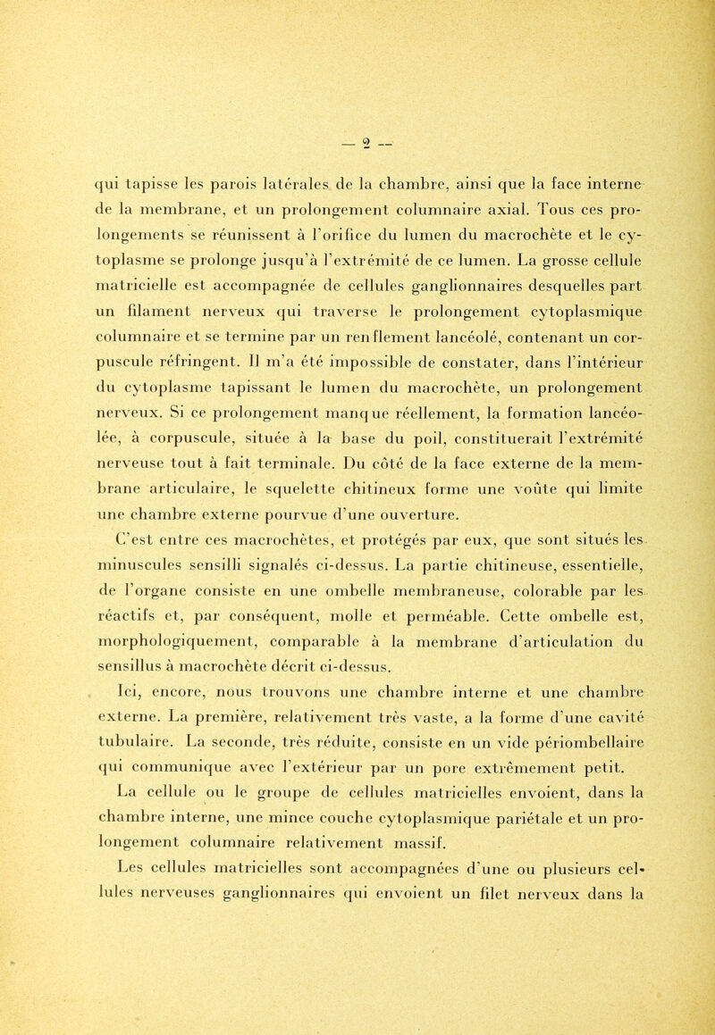 qui tapisse les parois latérales de la chambre, ainsi que la face interne de la membrane, et un prolongement columnaire axial. Tous ces pro- longements se réunissent à l'orifice du lumen du macrochète et le cy- toplasme se prolonge jusqu’à l'extrémité de ce lumen. La grosse cellule matricielle est accompagnée de cellules ganglionnaires desquelles part un filament nerveux qui traverse le prolongement cytoplasmique columnaire et se termine par un renflement lancéolé, contenant un cor- puscule réfringent. Il m’a été impossible de constater, dans l’intérieur du cytoplasme tapissant le lumen du macrochète, un prolongement nerveux. Si ce prolongement manque réellement, la formation lancéo- lée, à corpuscule, située à la base du poil, constituerait l’extrémité nerveuse tout à fait terminale. Du côté de la face externe de la mem- brane articulaire, le squelette chitineux forme une voûte qui limite une chambre externe pourvue d’une ouverture. C'est entre ces macrochètes, et protégés par eux, que sont situés les minuscules sensilli signalés ci-dessus. La partie chitineuse, essentielle, de l'organe consiste en une ombelle membraneuse, colorable par les réactifs et, par conséquent, molle et perméable. Cette ombelle est, morphologiquement, comparable à la membrane d'articulation du sensillus à macrochète décrit ci-dessus. Ici, encore, nous trouvons une chambre interne et une chambre externe. La première, relativement très vaste, a la forme d’une cavité tubulaire. La seconde, très réduite, consiste en un vide périombellaire qui communique avec l’extérieur par un pore extrêmement petit. La cellule ou le groupe de cellules matricielles envoient, dans la chambre interne, une mince couche cytoplasmique pariétale et un pro- longement columnaire relativement massif. Les cellules matricielles sont accompagnées d’une ou plusieurs cel- lules nerveuses ganglionnaires qui envoient un filet nerveux dans la