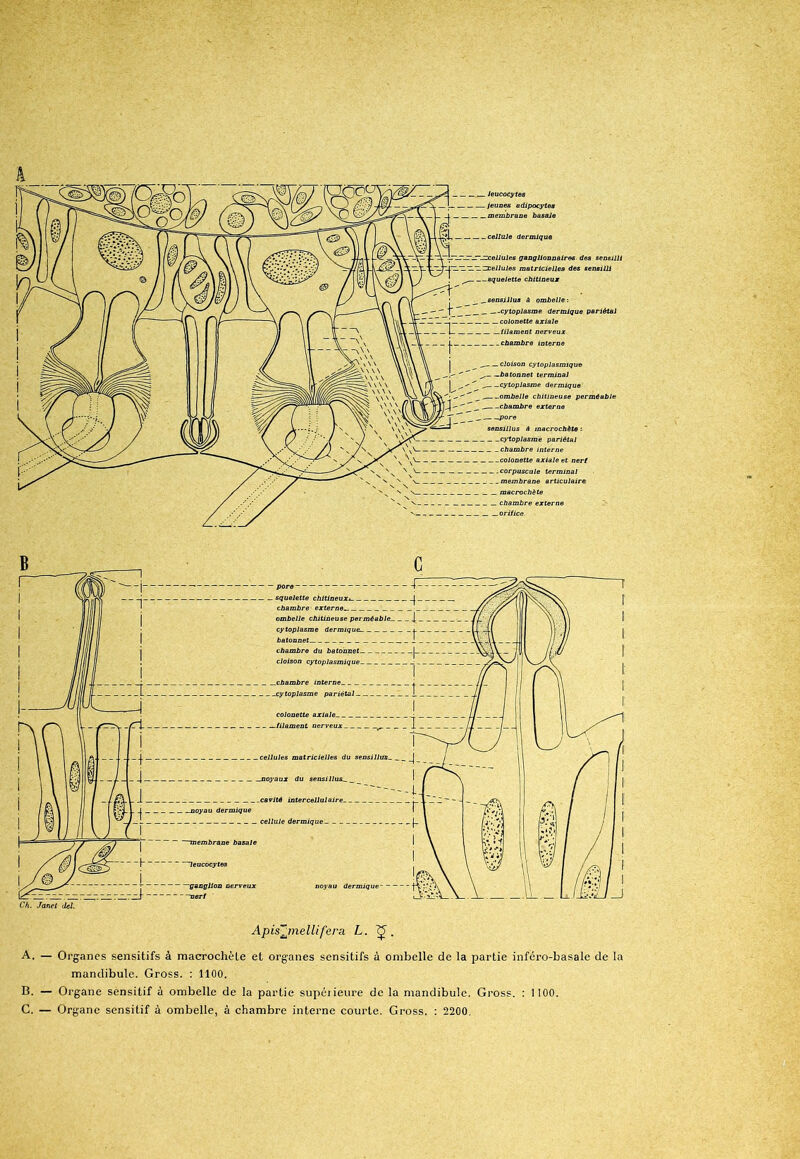 k ApisjnelUfera L. (JJ. A. — Organes sensitifs à macrochète et organes sensitifs à ombelle de la partie inféro-basale de la mandibule. Gross. : 1100. B. — Organe sensitif à ombelle de la partie supérieure de la mandibule. Gross. : 1100. C. — Organe sensitif à ombelle, à chambre interne courte. Gross. : 2200.