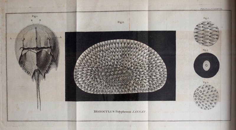 i'n/J.XX//. Tab. Fig. 2. Fig. 3 Fig. 4- Fio-.i, MONOCULUS Polyphemus LI AW/E I.