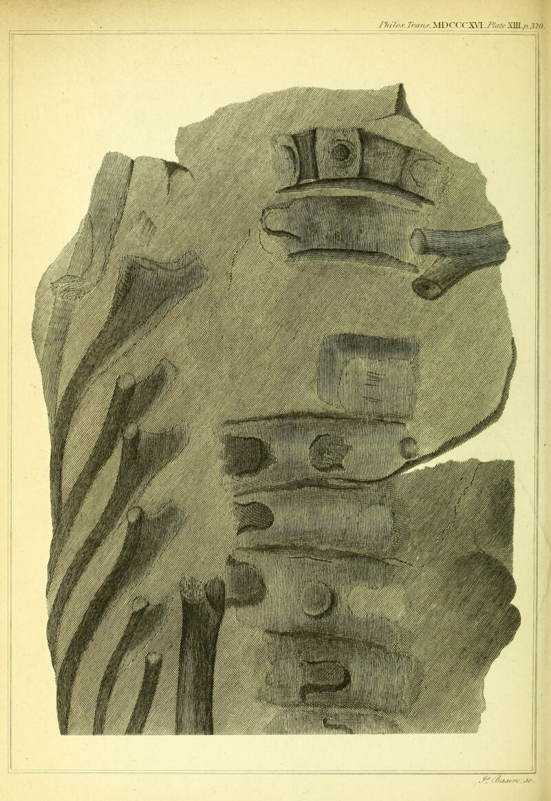 /////.-.r, 7r,n/s. Ml)('( ■( Xffl.//..m